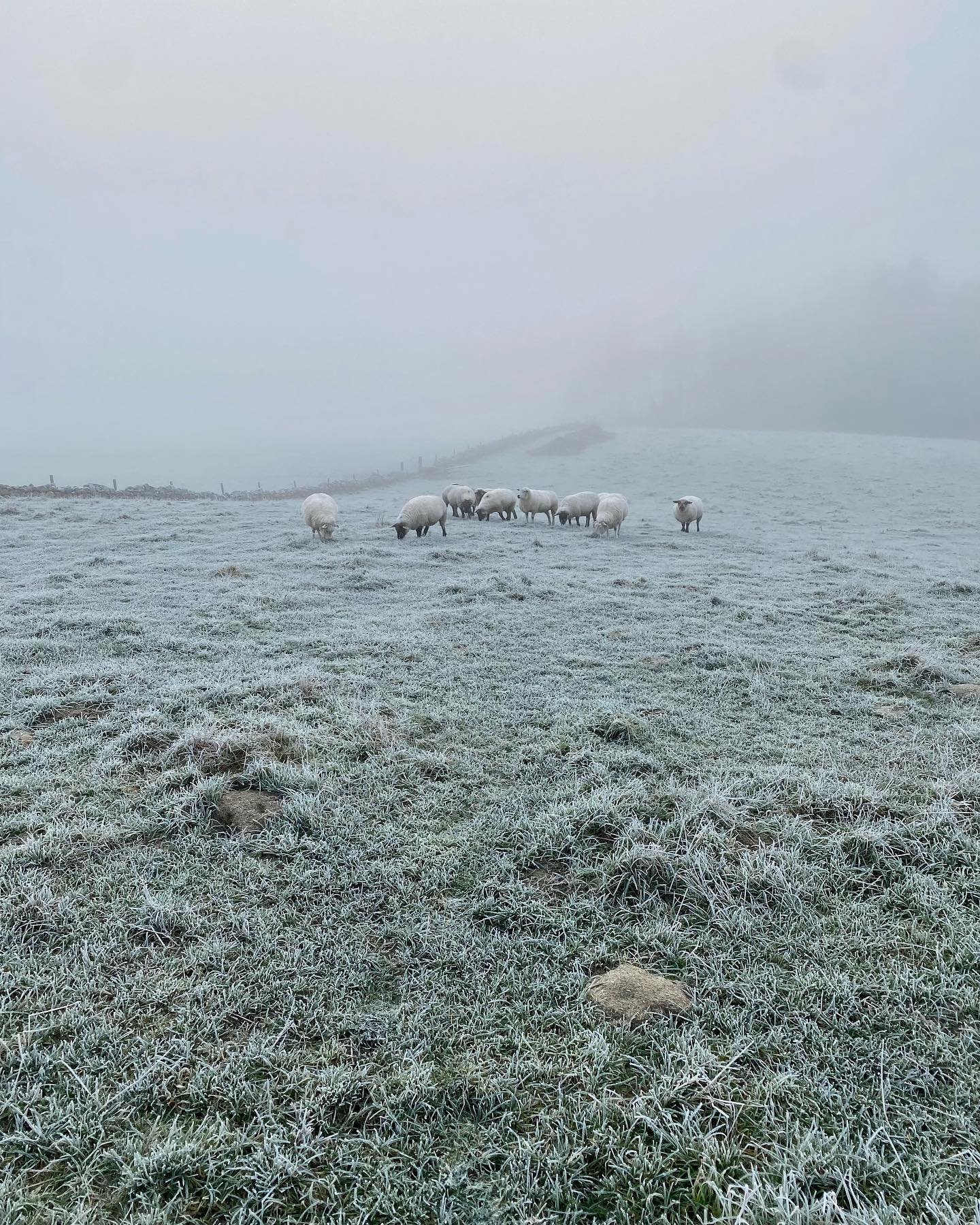 We check all our animals here on the Croft every morning but it was a bit of a challenge finding some of them today! 🥶 #freezingfog #peasouper #stealthsheep