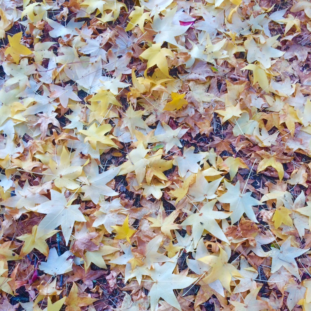 Happy fall! We close on Sunday, so this weekend is your last chance to come see these beautiful autumn colors! 🍁
#camplotus #americanriver #lotus #california #exploreeldorado #autumnleaves #autumnmagic