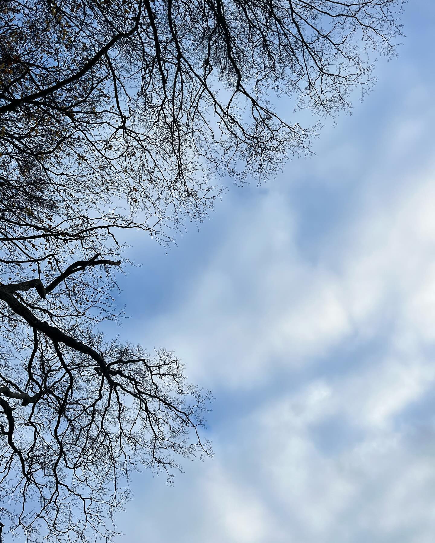 letting go with softness
what does that feel like?
to let go with ease
like leaves, that drop when they’re ready
not forced, not pushed
so much temptation
so much narrative
to ‘make things happen’
to ‘release what no longer serves’
to ‘let go’
and for sure, absolutely
but from what place?
from a place of ‘should’ i wonder
from pressure, from contraction, from pain
or from that easeful place
from trusting, from that knowing in your bones
how might it be though, to stay in discomfort before?
that wrestle & tussle
of not knowing
of not sure
of unsettled
of lost
of afraid
until one day, leaf falls
creates space
encourages movement
allows for shifting
and that soft, open, vast blue sky
can pour through again once more
#natureconnection #ecotherapy #ecopsychology #autumn #seasonalshifting