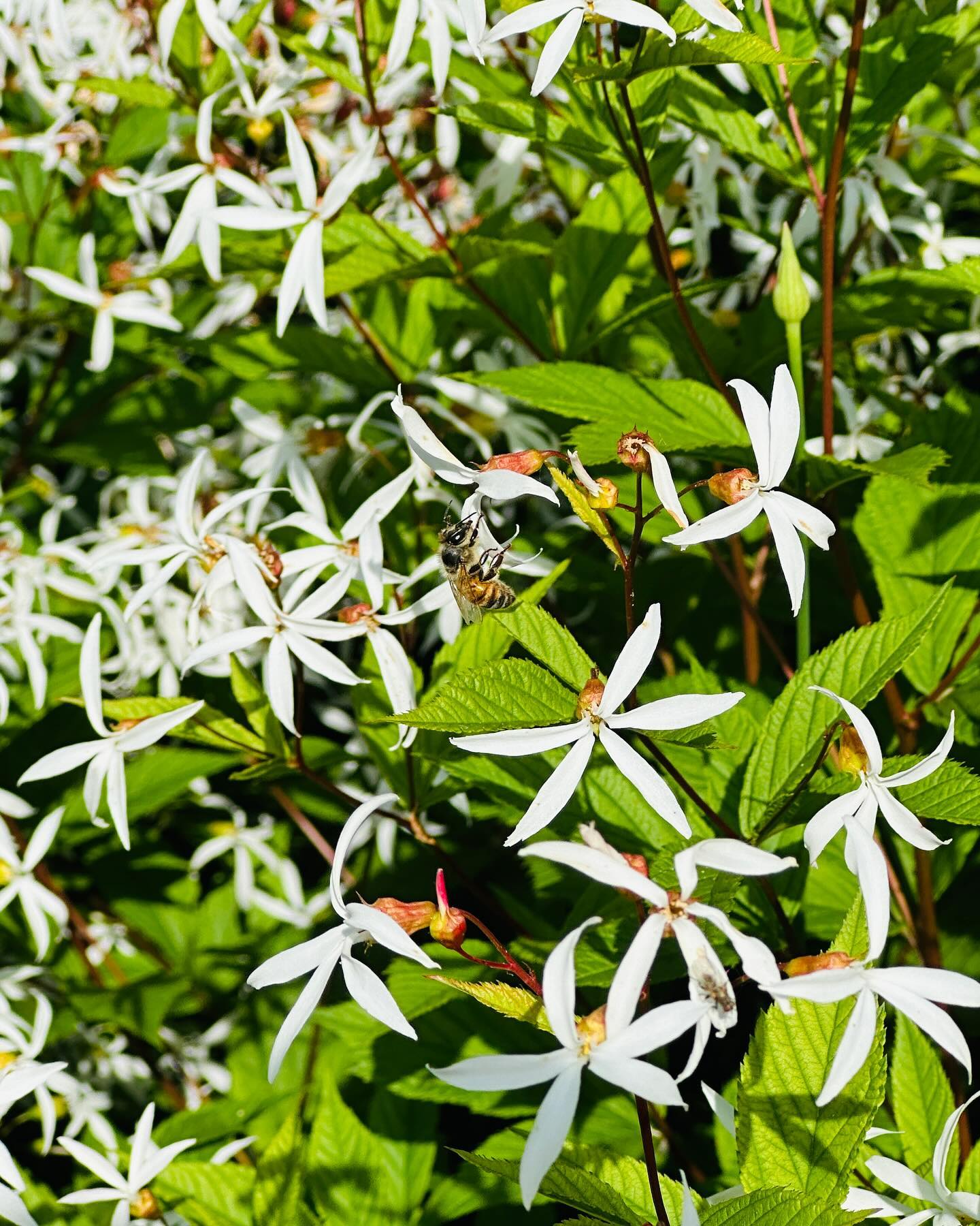 Bee on a Flower!
Taken with my iPhone 14 Pro
Millennium Park in Chicago, Illinois