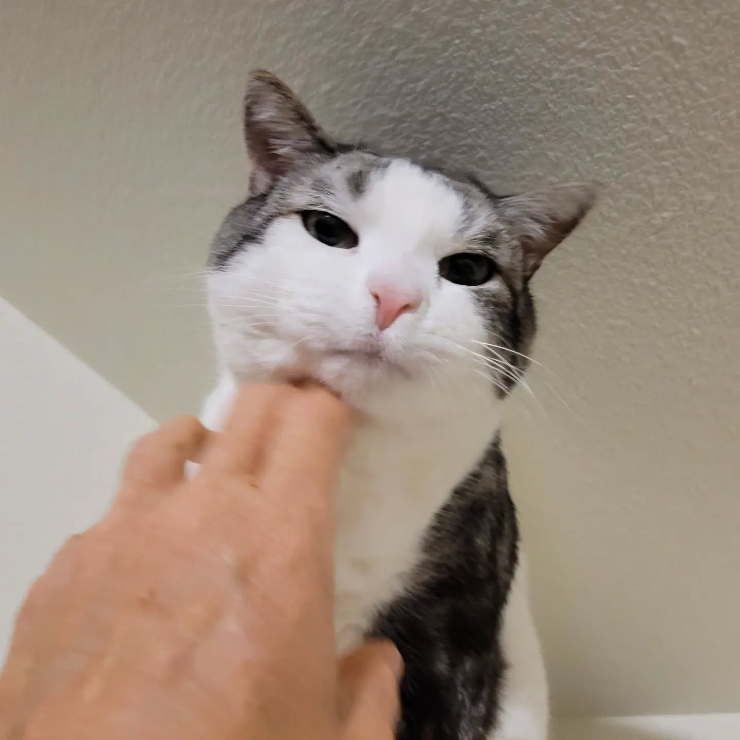 Jasper loves getting chin skritchies β€οΈ
