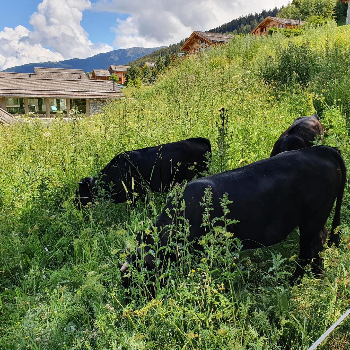 The new team! What shall we call them??
#nendaz #nendazswitzerland #garden #lawn #lawncare #lawnmaintenance #lawncarelife #lawnmower