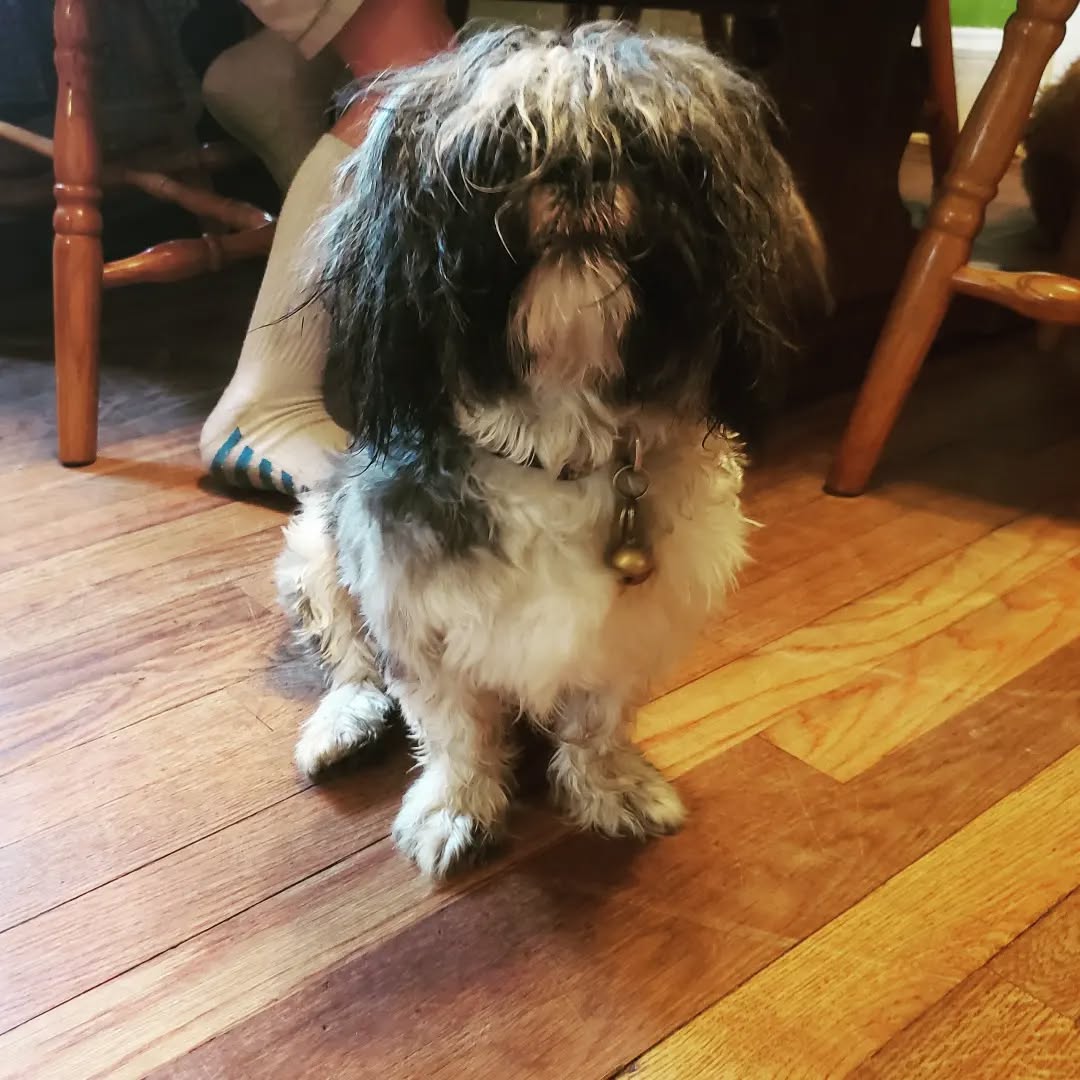 Anyone remember that Wile E. Coyote cartoon where the Sheepdog and Coyote clock in to their job with the sheep? That's what I think of every time I see Nibbles after his bath with his top-notch out and his hair all across his face.
Bonus photo of Father and Son in the shower coming. They're not super pleased, but at least I can get their photo. They're such good boys. The girls... well, I can't even get their photos. They might as well be cats, ha.
Anyone have a Shih Tzu that tolerates baths? They're definitely not Labs, ha.