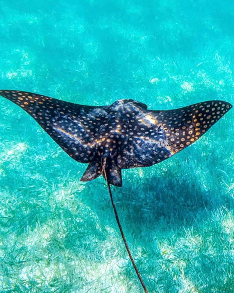 Welcome to Sian Ka’an, where the wildlife makes the rules 🐊🐬😂
One minute you’re cruising through paradise, the next you’re spotting dolphins, crocodiles, turtles, rare birds, and animals casually living their best life — like it’s totally normal (for them, at least 😅).
This isn’t a zoo, it’s a real-life jungle adventure, and every tour comes with surprises.
If you love nature, wild moments, and a little “did that just happen?”… Sian Ka’an is for you 🌿✨
#tulum #siankaan #beach