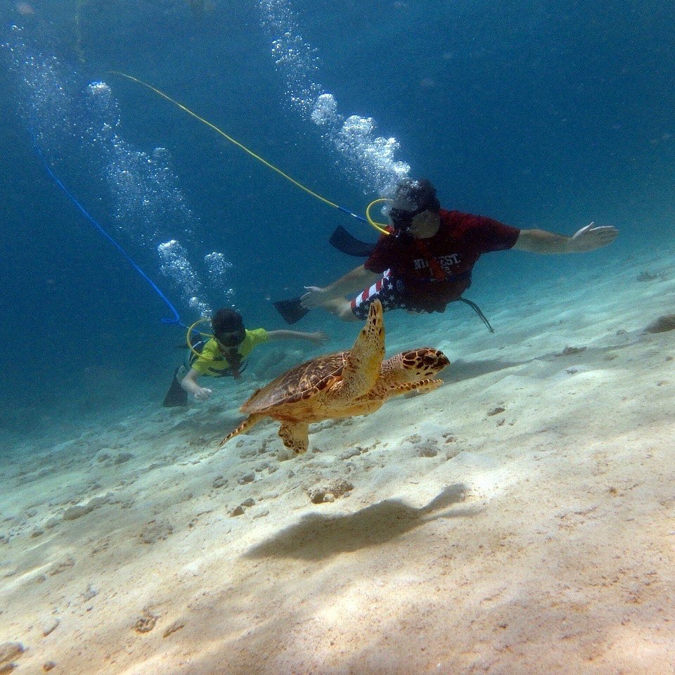 Well, hello‼️
🔆🐢🥽🕶
*
*
*
*
#snuba #snorkeling #stjohn #caribbean #familyvacation #turtle #visnuba #gobeyond