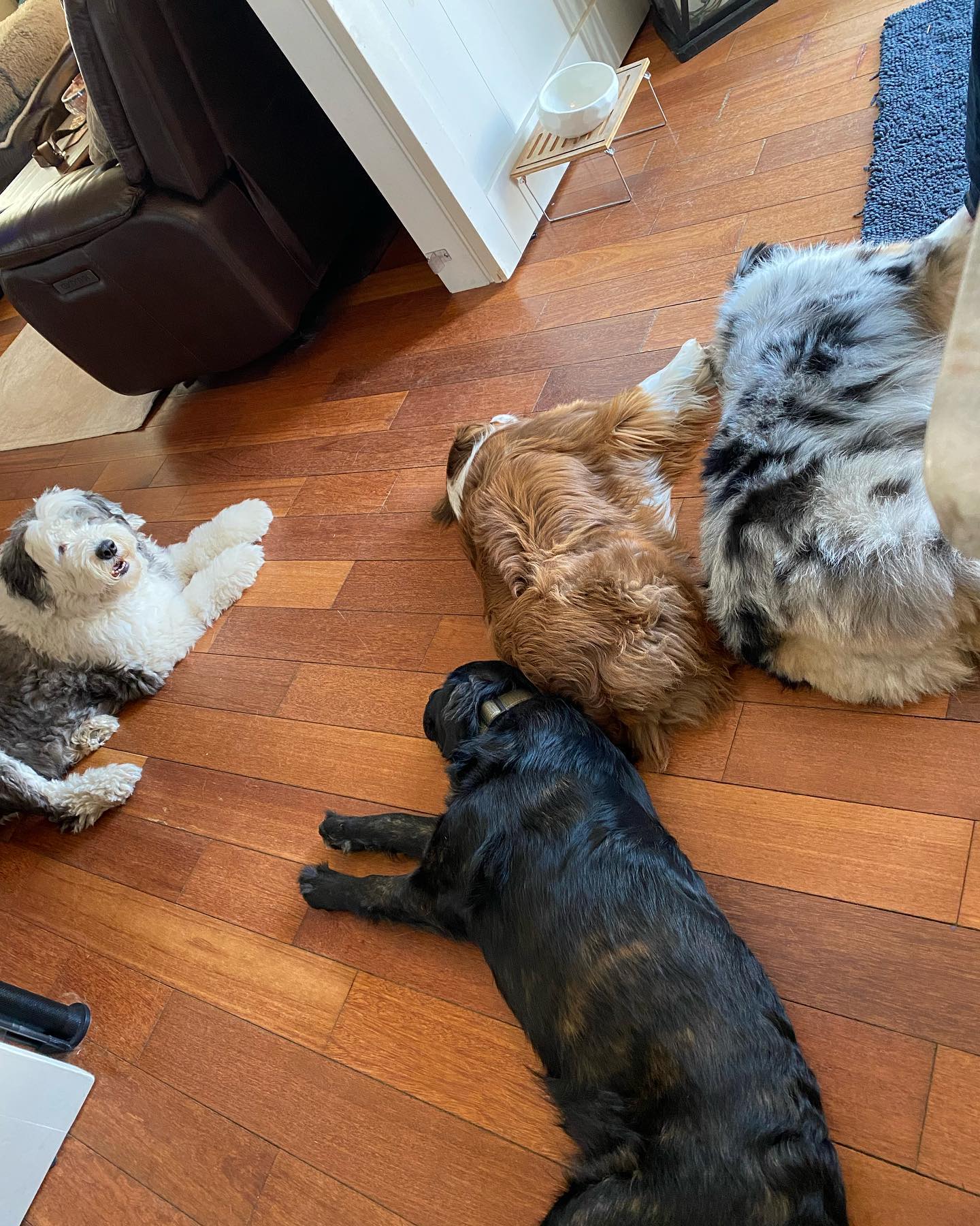After a few days apart, the pack is back together today. They are already exhausted after an enthusiastic greeting and crazy run around!