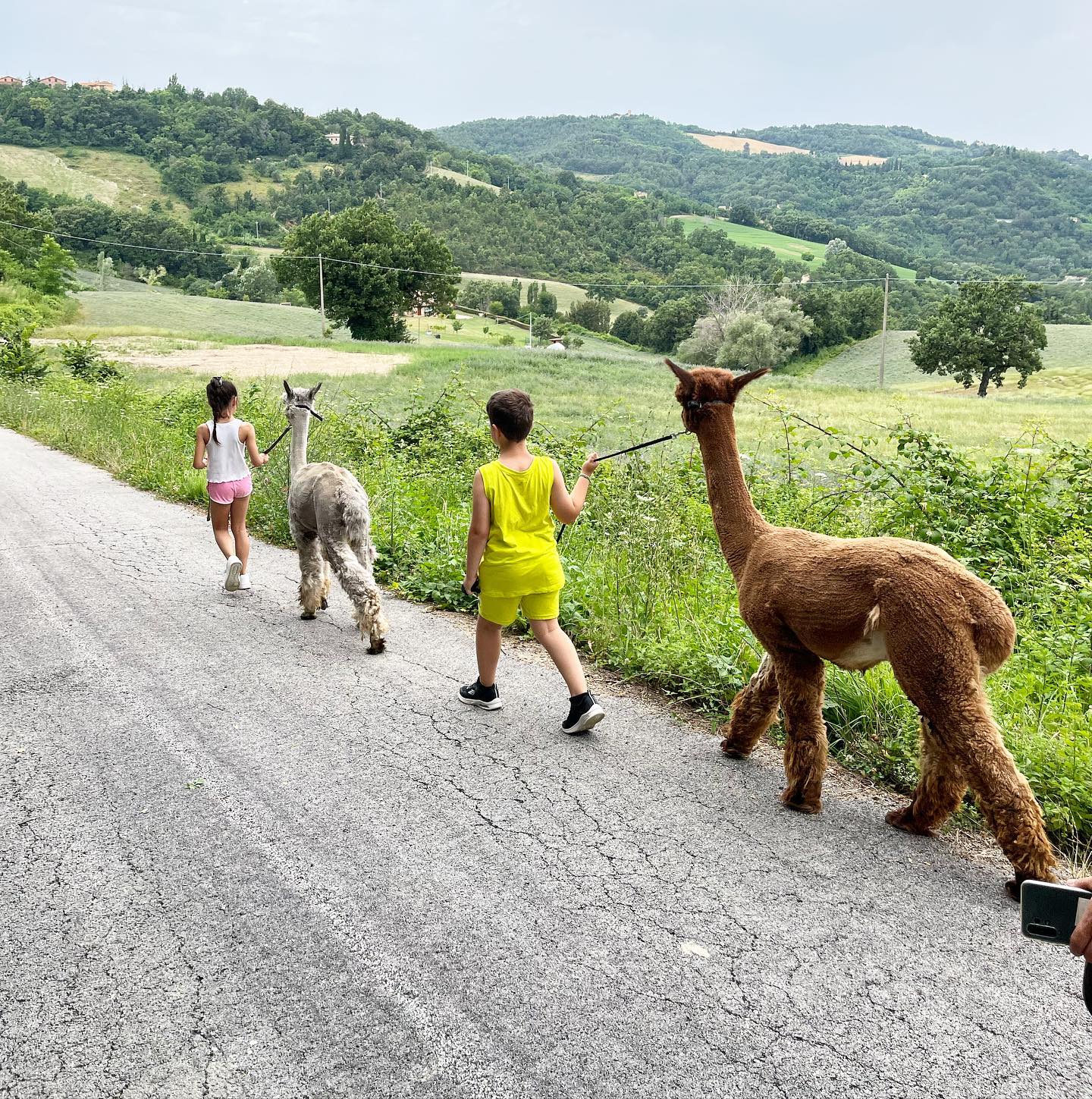 Passeggiata a contatto con gli alpaca🫶
#alpaca #passeggiata #urbino #pesaro #rimini #riccione #cattolica #misano #ancona #fano #senigallia #collina
