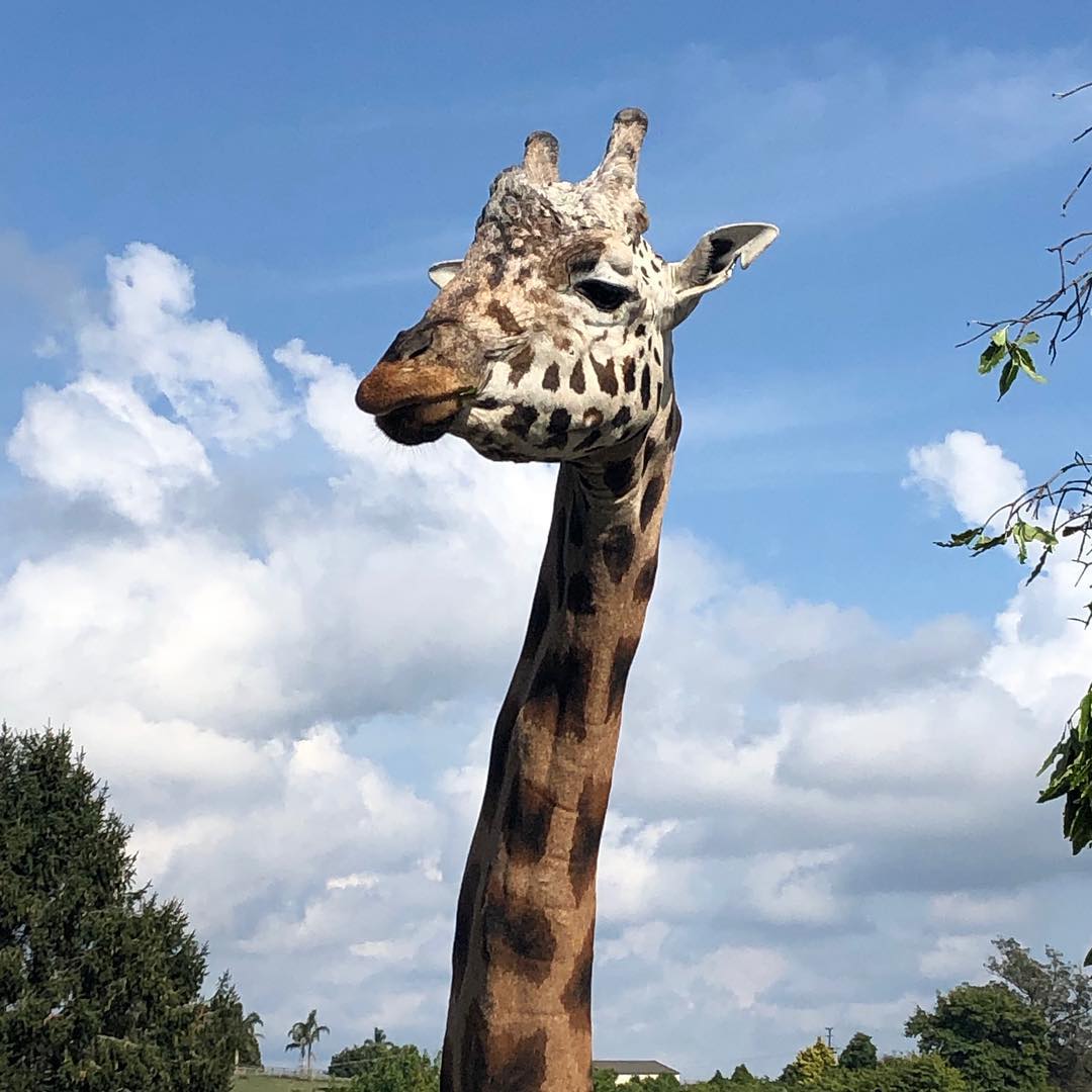 @hamiltonzoo