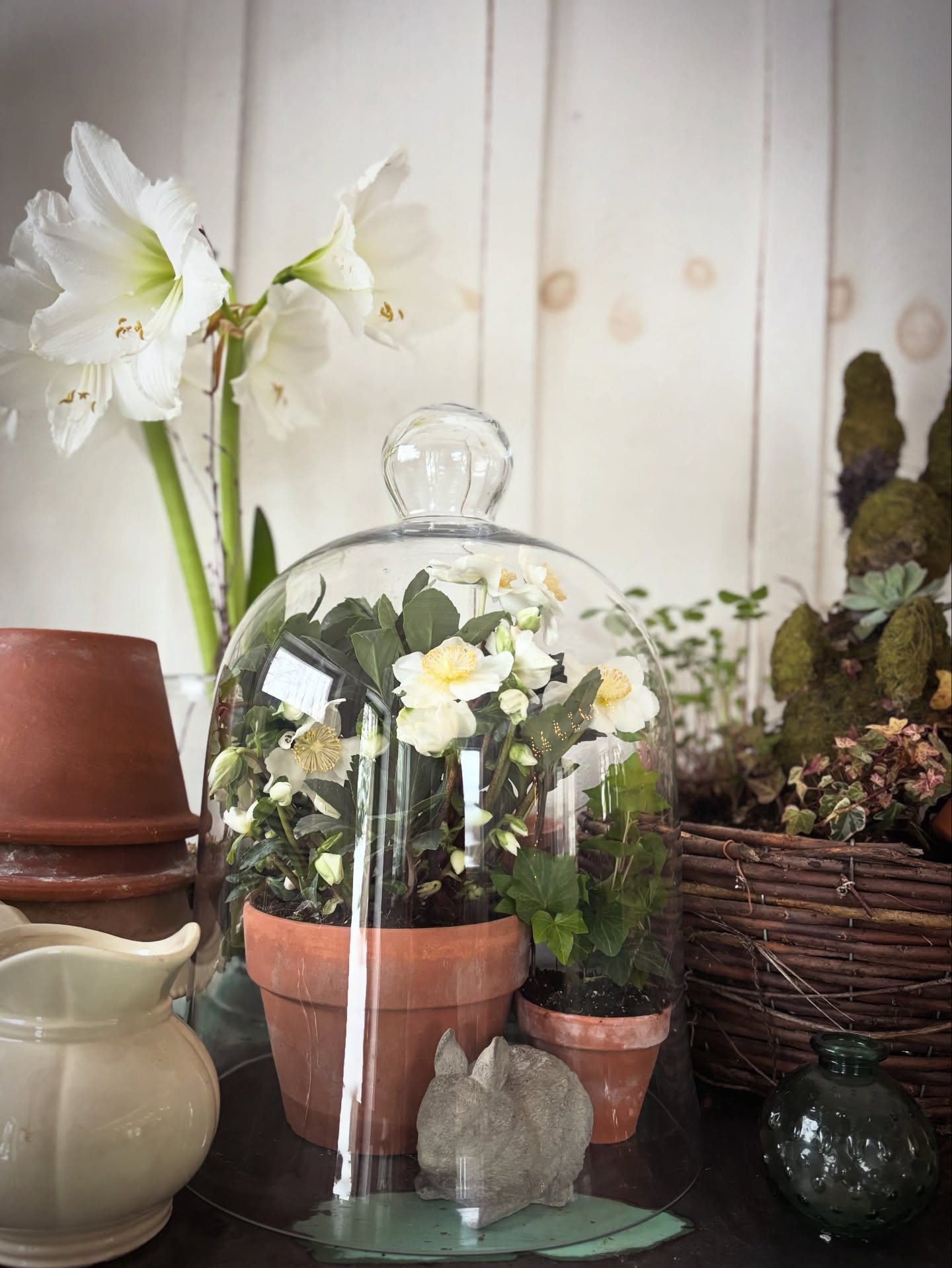 Cloche encounters of the garden kind.
But seriously, if you don't have something blooming in your home, you should.
Cloches carry their own sort of magic, but the functionality! Keeping plants safe from low temperatures and kitties since the 17th Century.