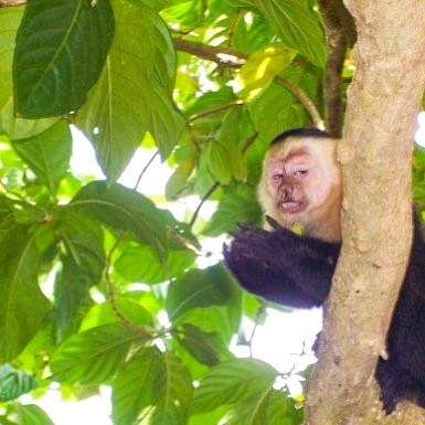 Ashley landed in Costa Rica a few hours ago, while I’m stuck fighting through the last 10 days of vet school back in Michigan where the constant rain is NOT like the rain in CR. It’s been almost 16(!) years since I went, and I’d give quite a bit to be in her shoes right now, even if it meant these mischievous little guys stealing my food again!
*
*
Check in over the next few days for pictures from her trip! Where have you traveled to that you would love to go back to?