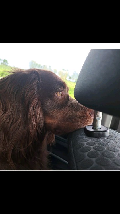 Sunday evening reflections on the last 7 day road trip to Cumbria ..working, walking,farming,listening,learning and creating. A productive and fun time which equals exciting project developments and one tired dog 😂. Lets see what next week brings...