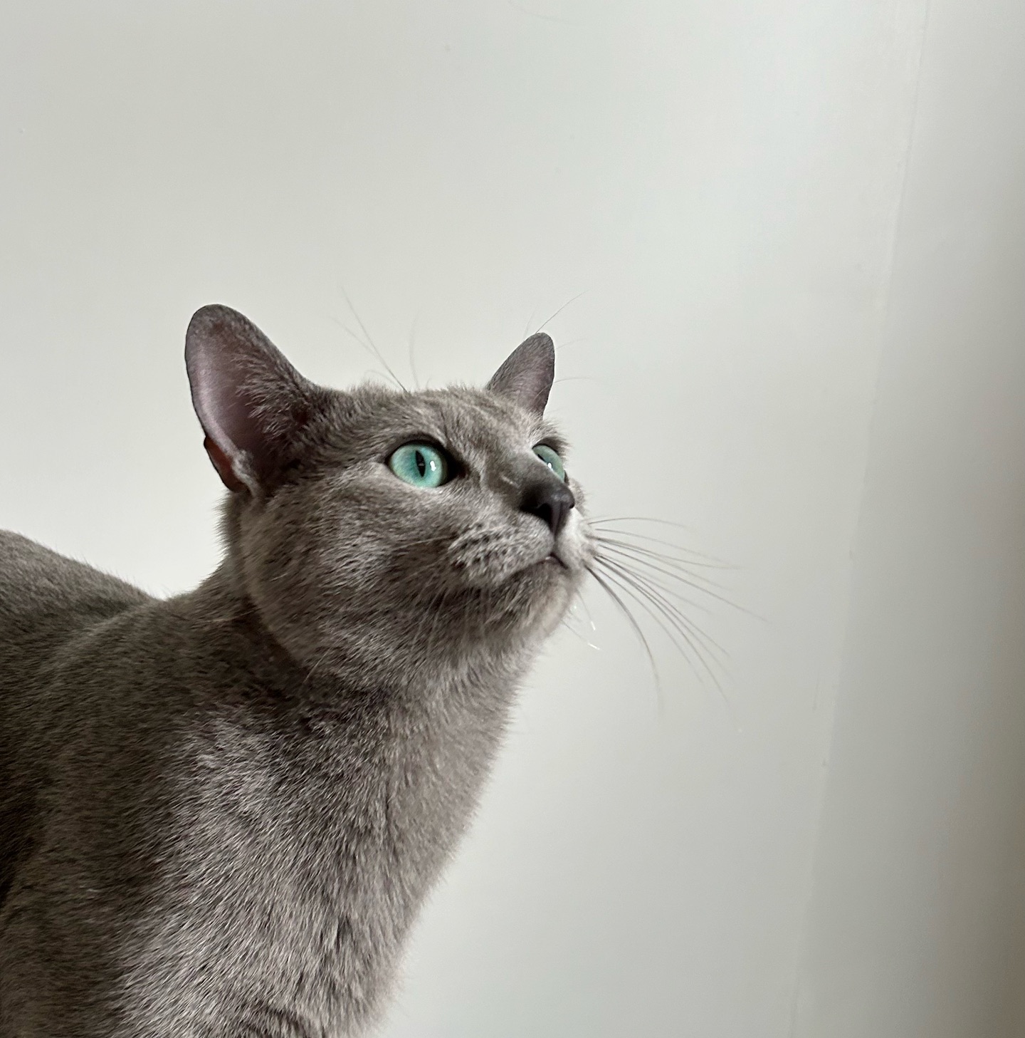 Our beauties have made it to New Zealand in the past few months!
#russianblue #russianbeauty #newzealand #petsofig #petsofnz #nzpets