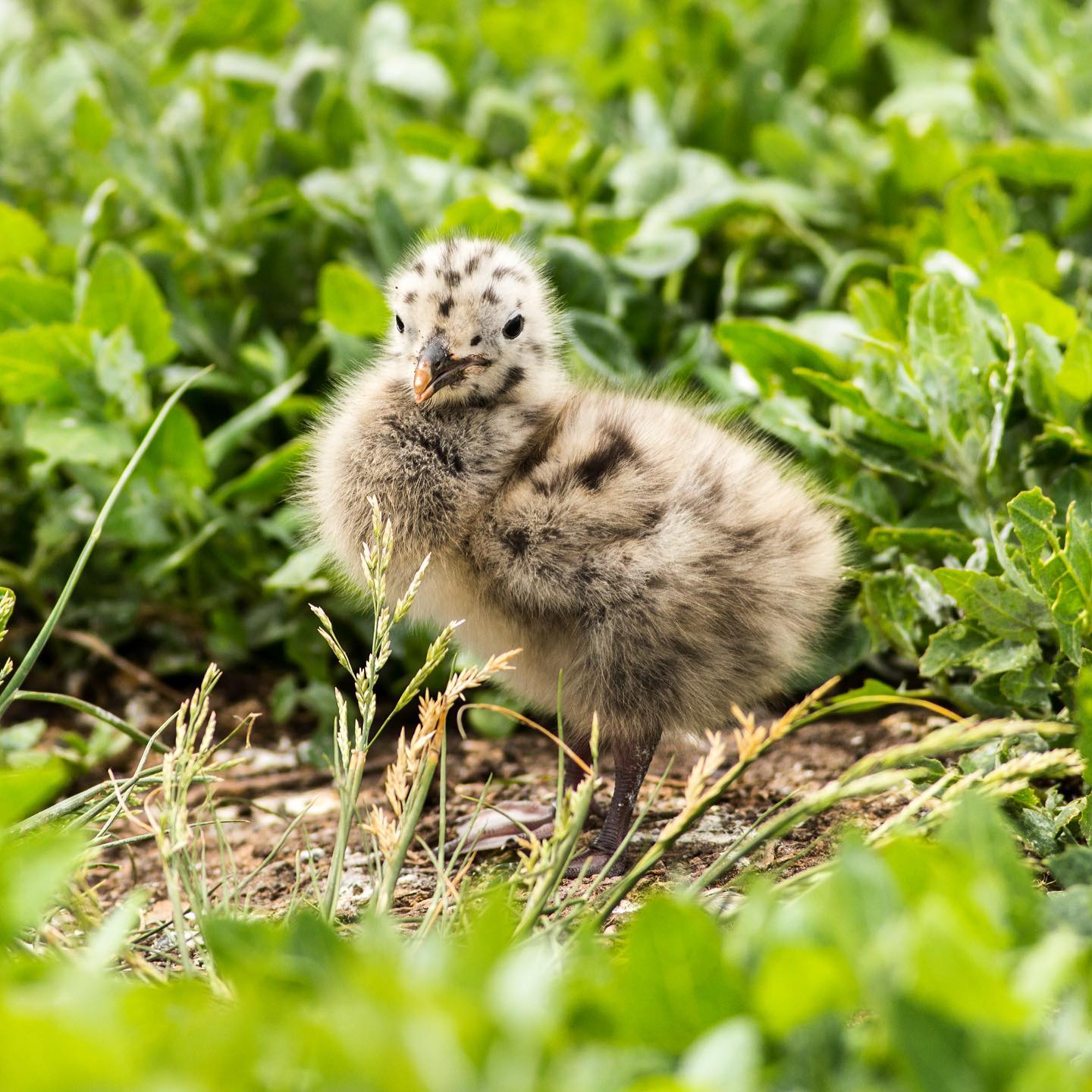 Little ball of fluff in today’s picture, this Gull chick was on Staple Island in the Farnes, it’s parents fed it on fish robbed from Puffins. It may be cute now but will grow up to be a pirate of the skies! #birds #birding #birdsofinstagram #birdphotography #wildlife #wildlifephotography #wildlifephotographer #nature #naturephotography #naturelovers #babybird