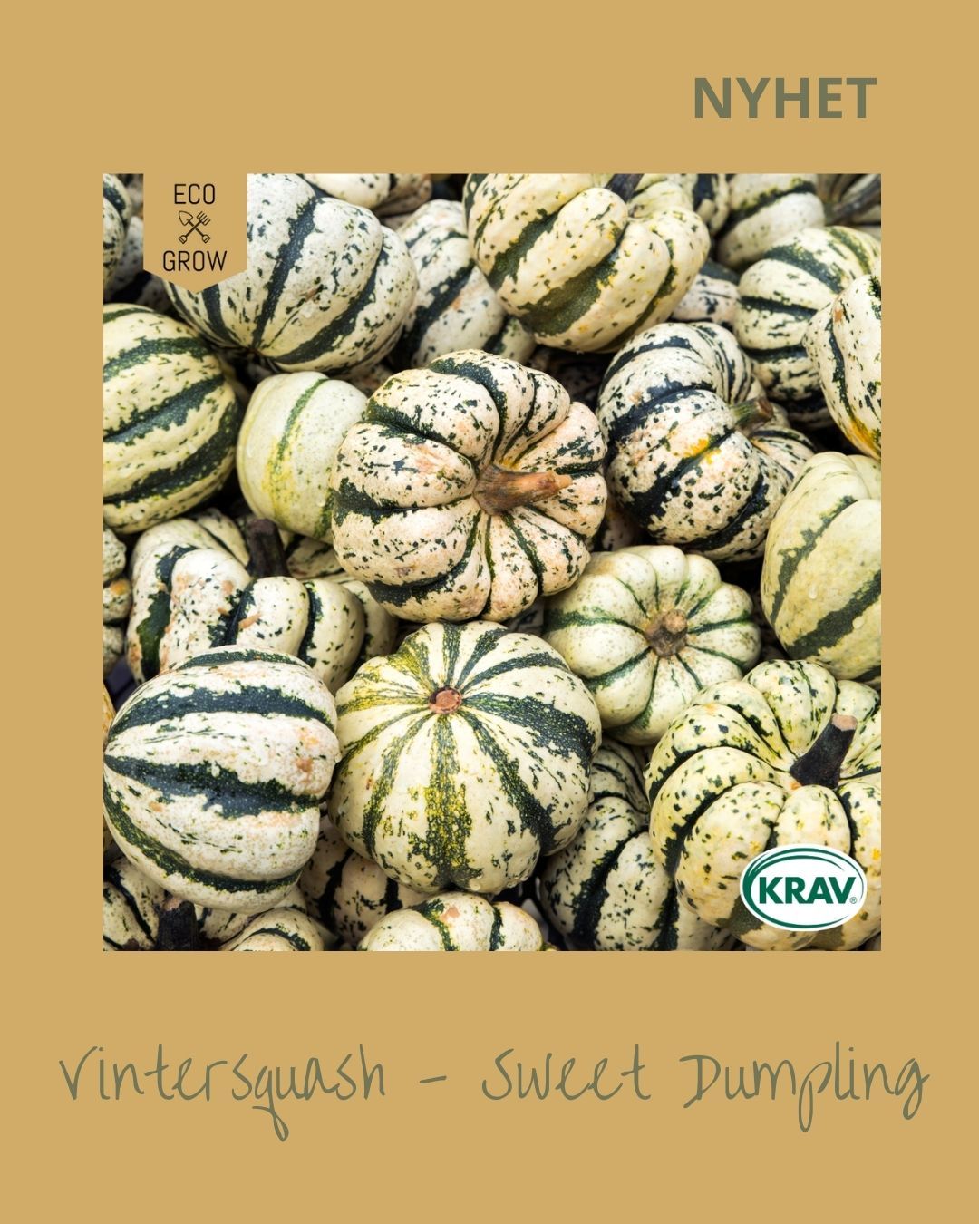 Vintersquash Sweet Dumpling
En liten, dekorativ vintersquash med gräddvit skal och mörkgröna ränder. De plattrunda frukterna väger 200–300 gram och
Har smörgult, sött och lent fruktkött med små frön – en riktig delikatess. Perfekt att fylla och ugnsbaka i halvor. Ger upp till 8–10 frukter under en varm sommar och går att lagra med gott resultat i 3–4 månader. Lika fin tillagad som till höstdekoration.