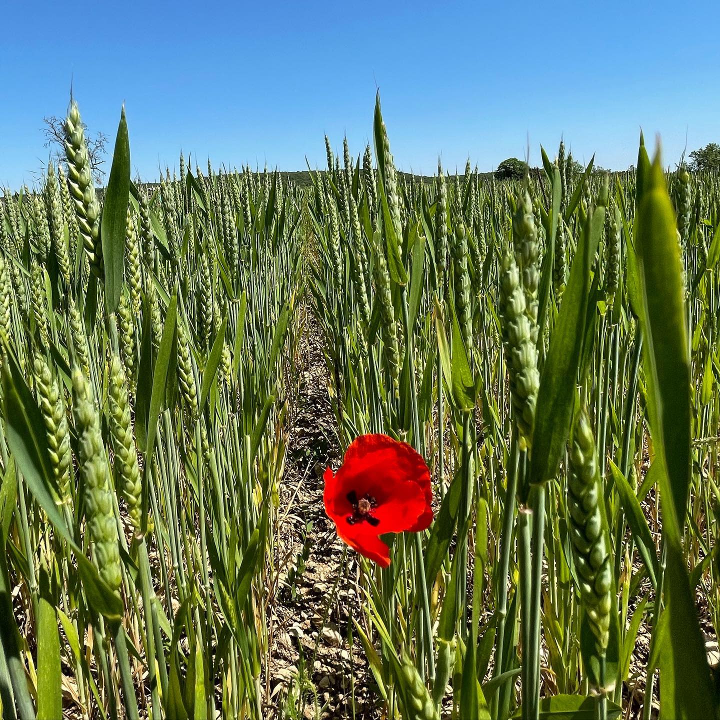 Les épis de blé pointent le bout de leur nez. #blé#bio#agriculteur#paysan
