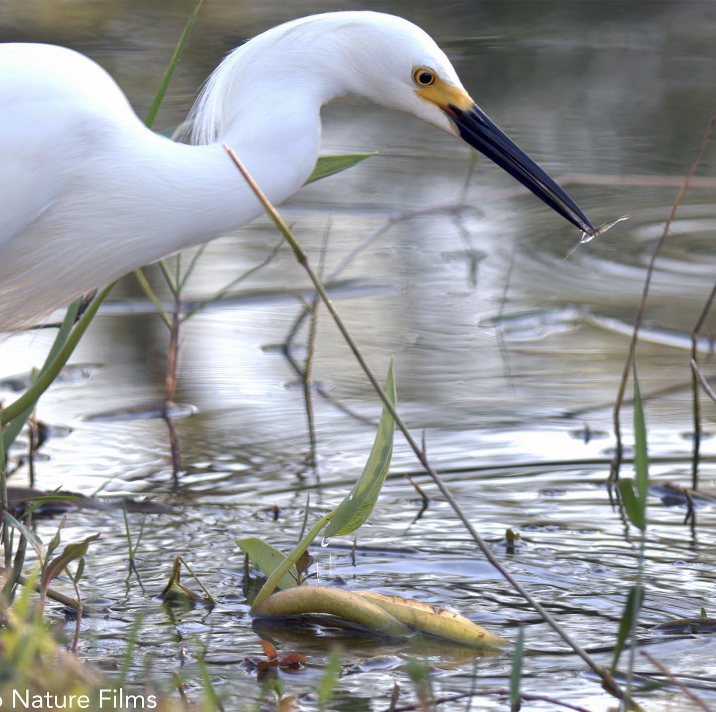 A Snowy Egret catches a shrimp in nature's sushi bar: The Everglades. Receding waters trap tiny aquatic organisms sustaining thousands of nesting wading birds. These creatures knit the Everglades together forming an intricate web of life. @evergladesnps