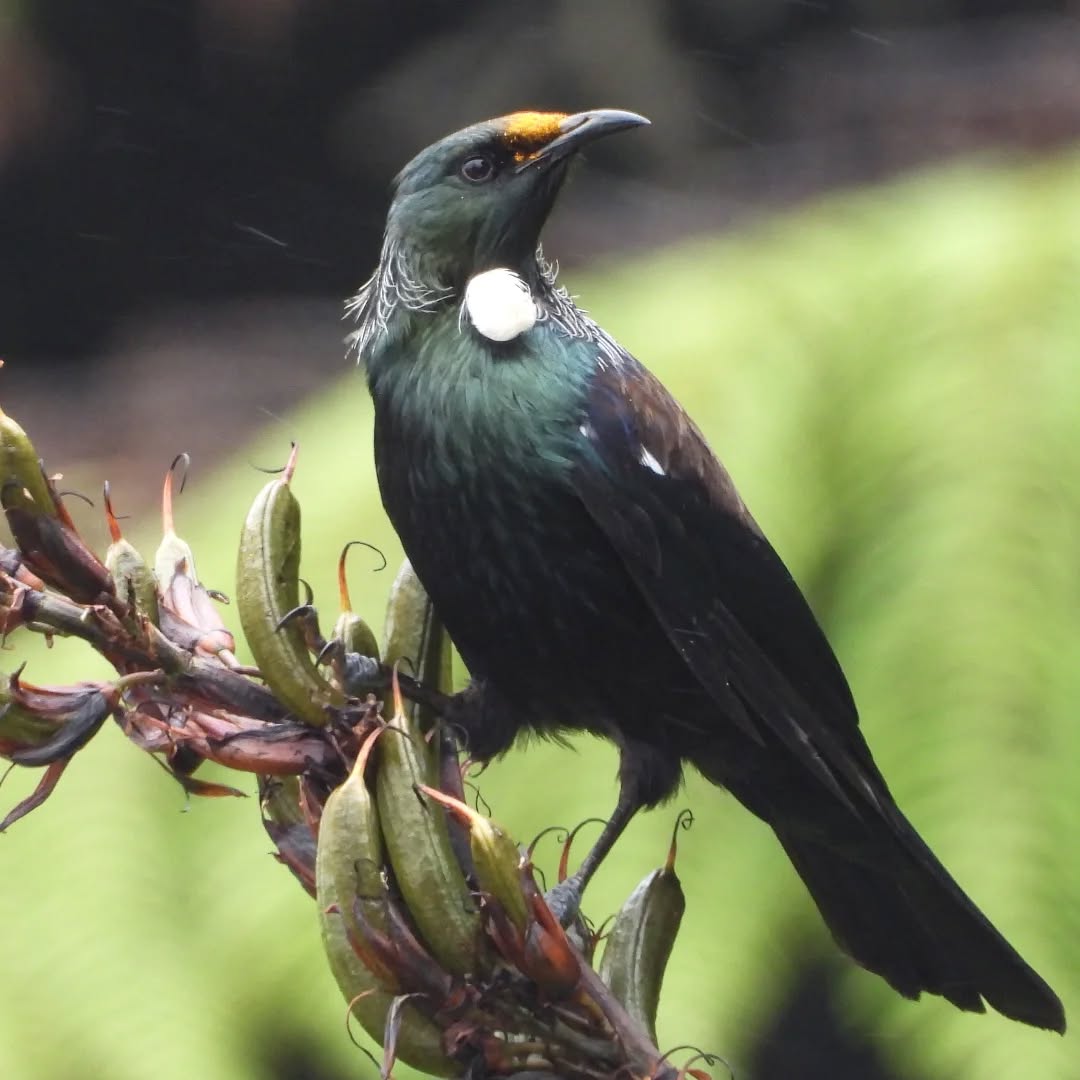 Tui, still enjoying the burst of flax flowers this season.
#tui #karameatui #karameawild #Karamea