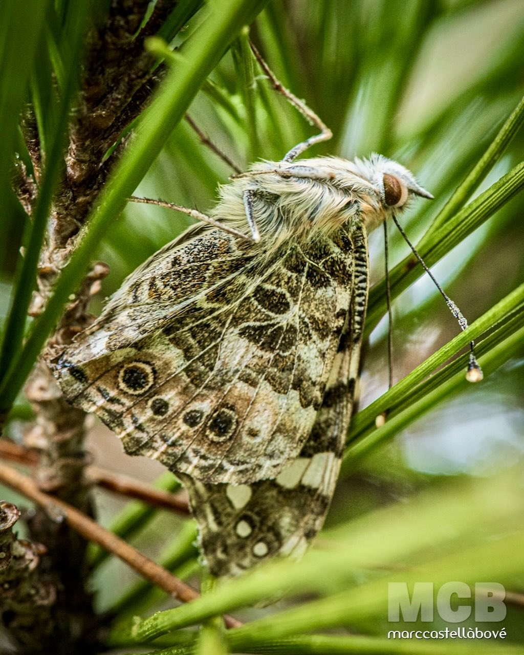 En la calma gèlida, s’amaga la força per volar.
Feliç 2025! ✨
…
#Cervera #Segarra #somsegarra #papallona #vanessacardui #damapintada #paintedlady #paintedladies #paintedladybutterfly #butterfly #winter #cold #nature #natura #macro #macrophotography #macrophoto #butterflymacro #mariposa #papillon #schmetterling #farfalla #borboleta #wildbutterfly #adnlleida
…
@somsegarra @turisme.ccsegarra @nature @natura_catalunya @naturalocal @catalunya_natura @natura_imatges @nikonistas_spain