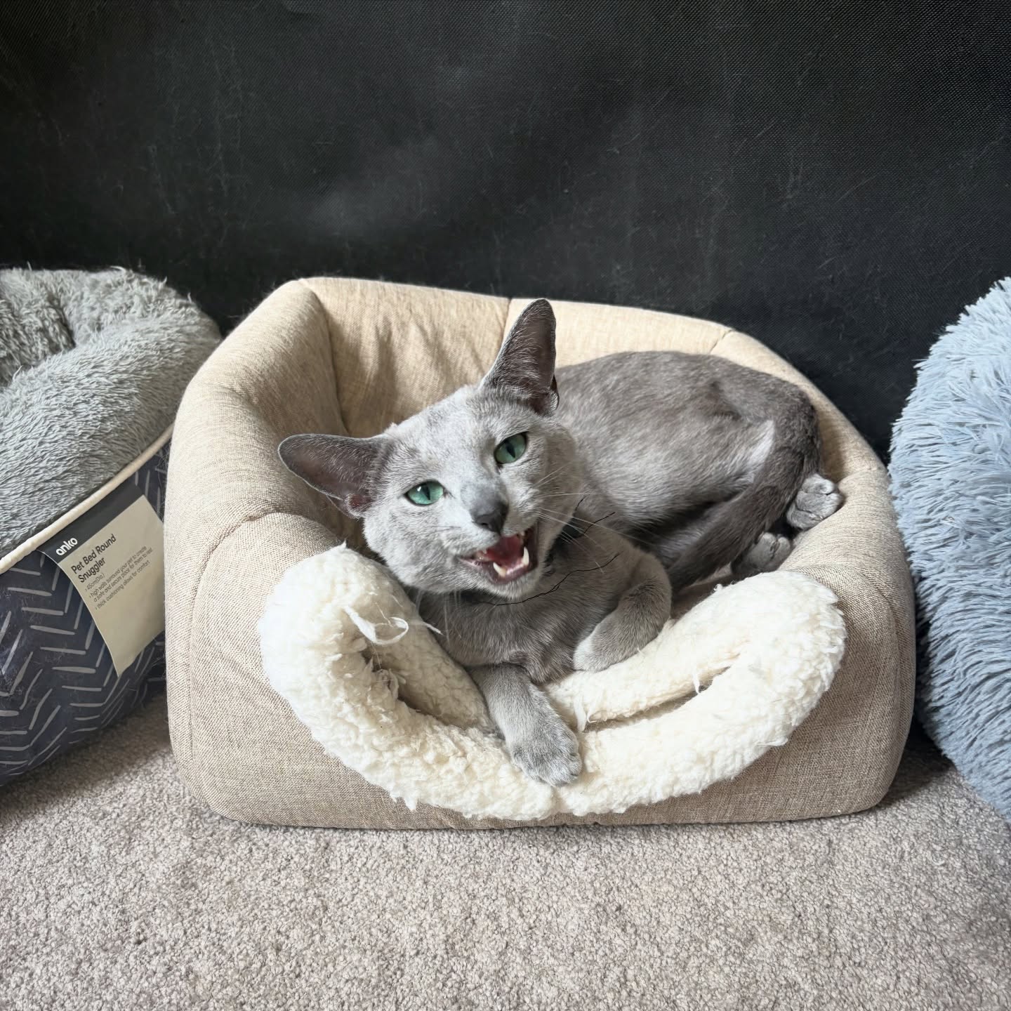 Caption this 🤪🤓😏
#aucklandpets #nzsmallbusiness #catsofnz #instamood #instalike #sassykitty #sassycat #bestmeow #nottoday