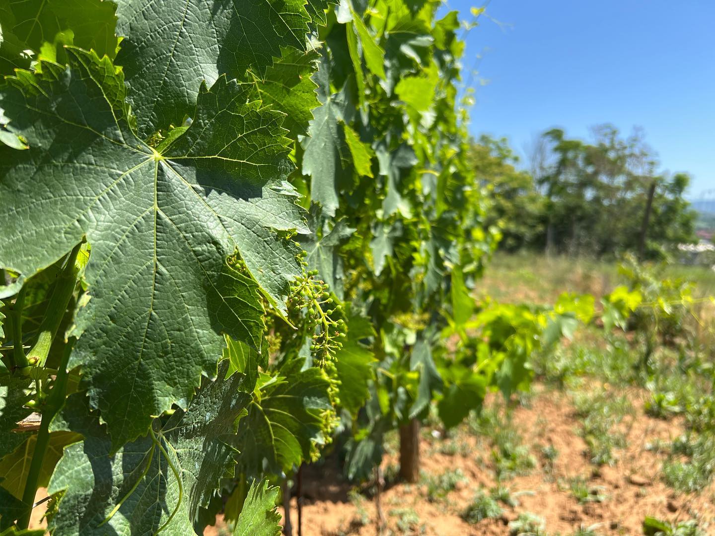 #sangiovese in ottima salute ✅