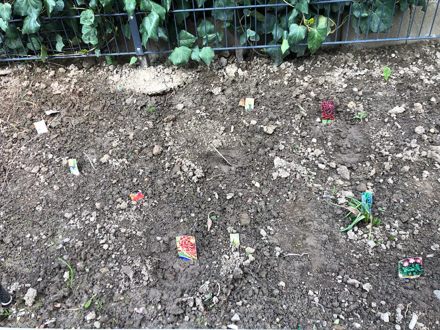 Hier entsteht eine Blumenoase für Bienen 🐝