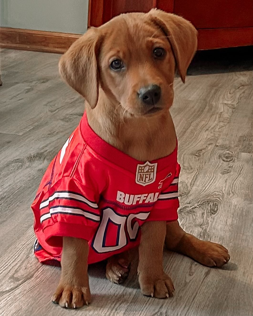 I gave my dear friend’s new puppy a Bills jersey and a quick intro training session last week when I was briefly back in town. These acts led to a great foundation for positive learning and an AFC East title! Let’s go Bella and the Bills! 💙❤️🐾