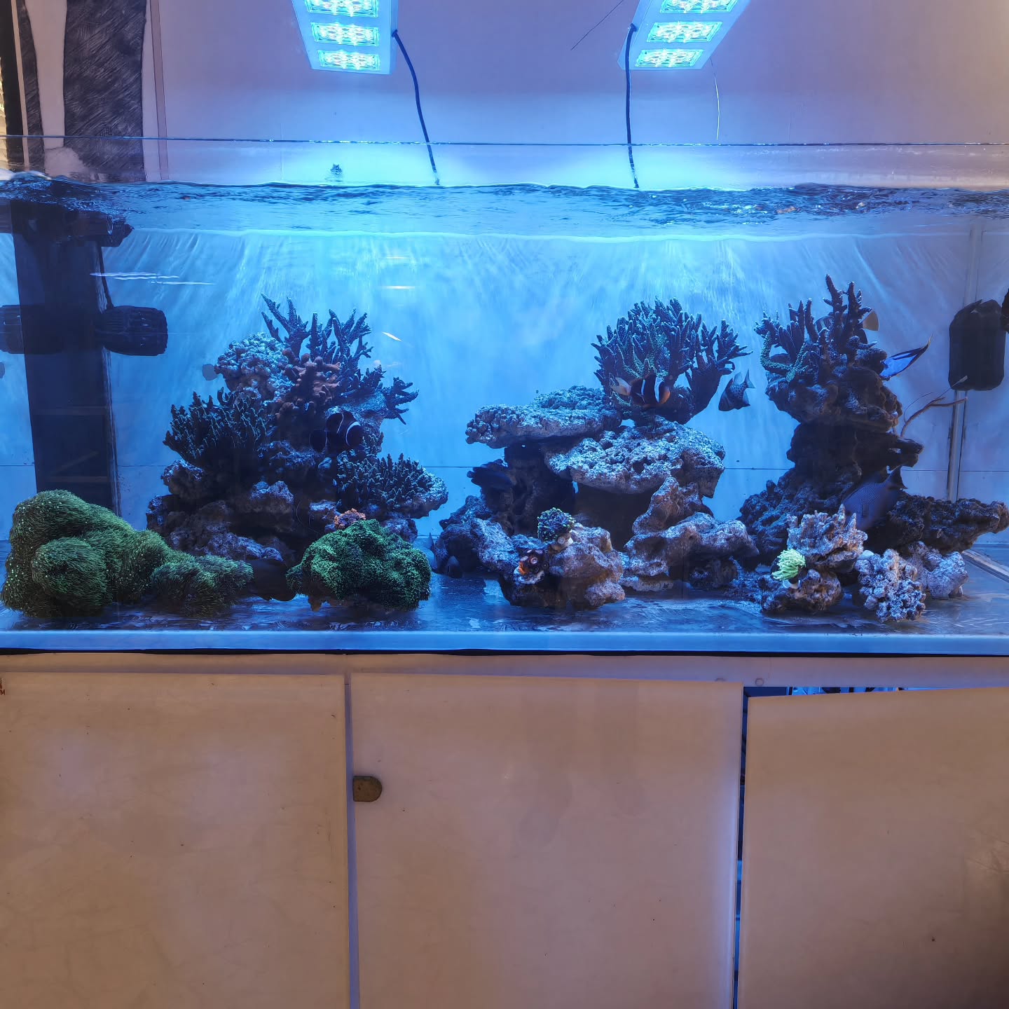 🔄 Aggiornamento acquario – 9 giorni dopo il rifacimento completo 🔄