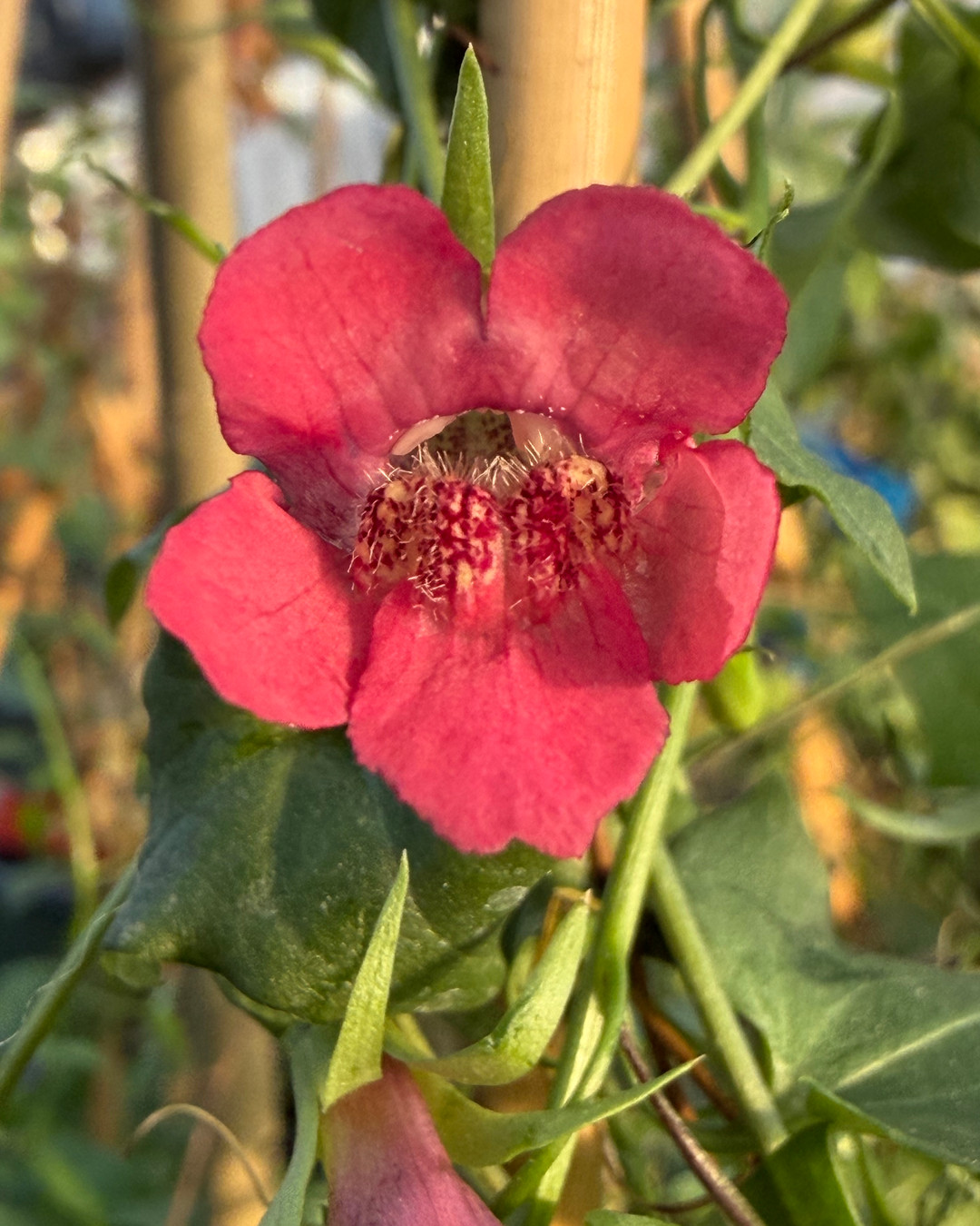 🌸 Bring home a piece of rarity with the Maurandella antirrhiniflora! This charming herb grows up to 0.8 feet and is perfect for adding character to your landscape. 🏡 It's fast-growing and low-maintenance, making it a fantastic choice for any garden enthusiast! Explore more and grab yours now: https://www.moosacreeknursery.com/product-page/maurandella-antirrhiniflora #NativePlants #GardenMagic #SpringGrowth