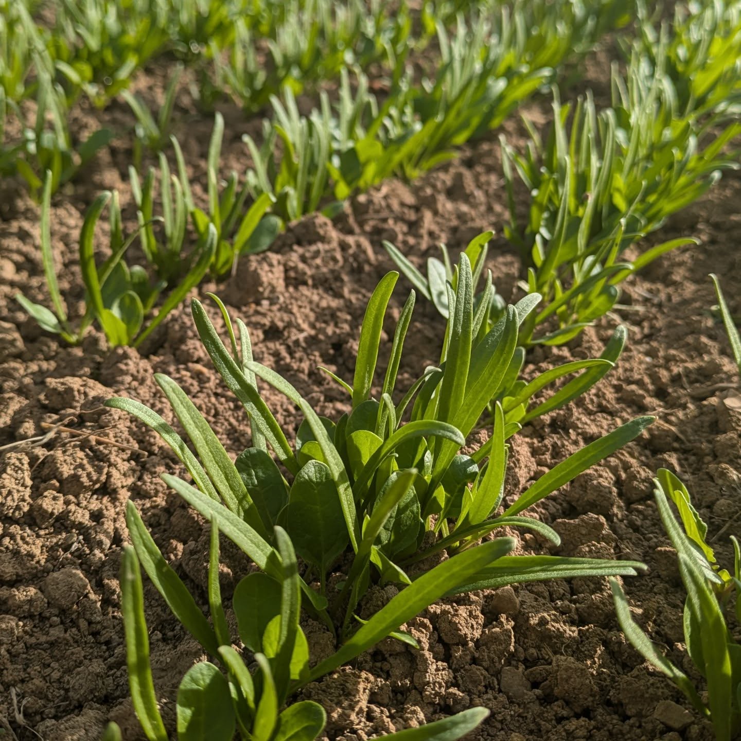 Teensy spinach soaking up the beautiful fall rays ☀️🍁