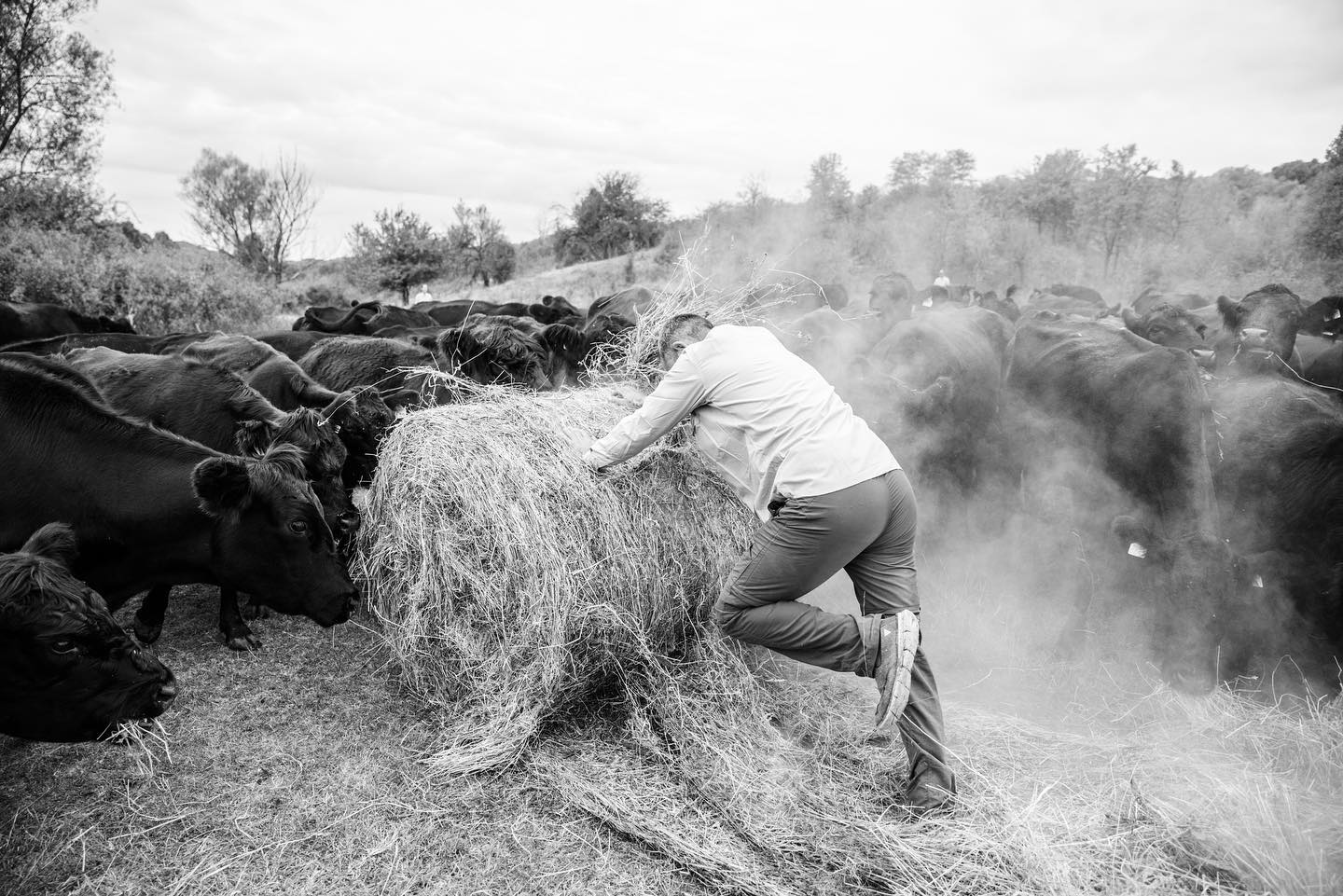 Preparations for winter have begun @pastureforlife #anguscattle #farmphotography #nature #grassfed #ethicalfarming #sustainable #wildlife #romania #slowlife #blackangus #farmtotable #eu #cleaneating #ketodiet