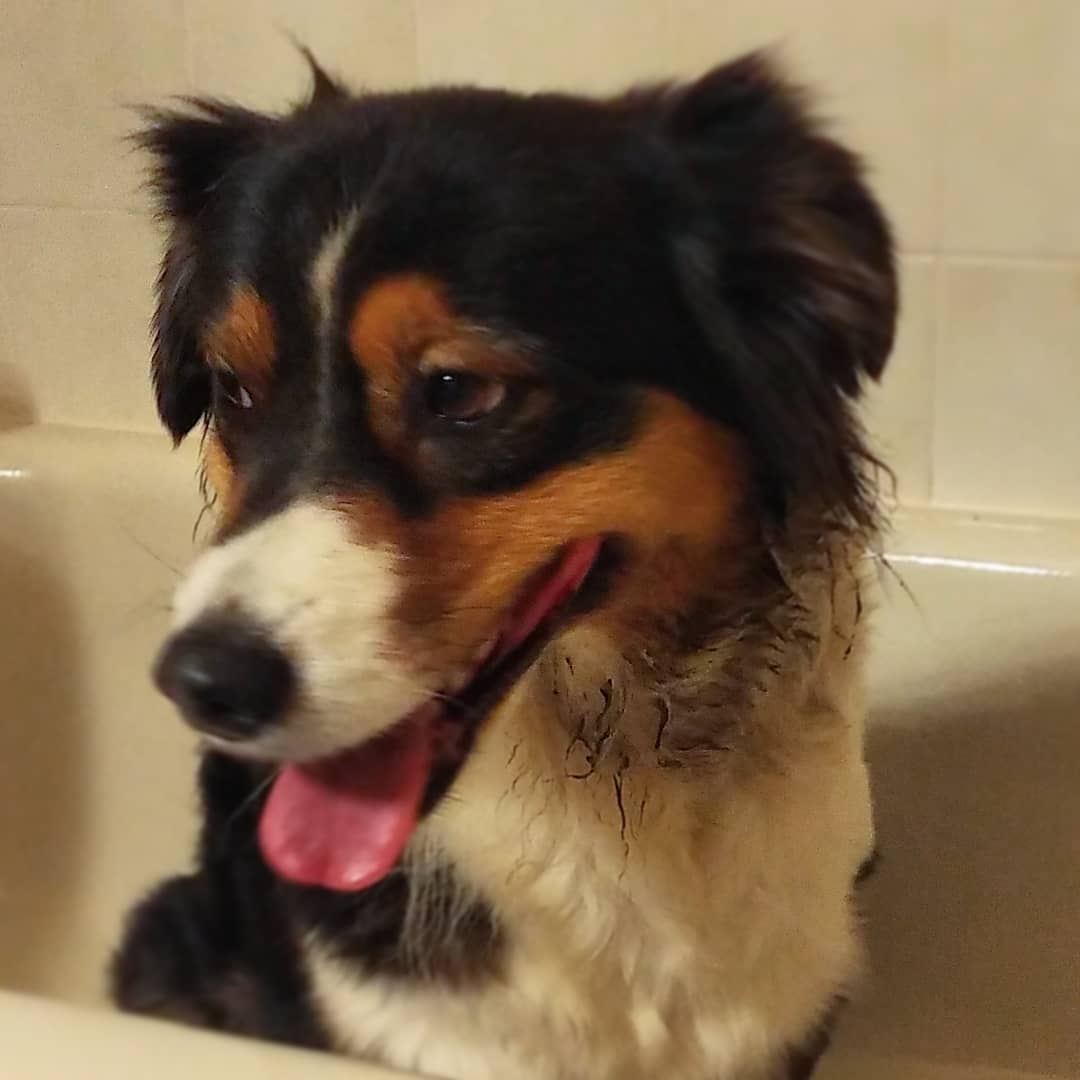 When you get home from work, and the smell in the garage reminds you that your job is not over yet... bath and blow-dried in a record 20min. #mamalois #rolledinit #bitchesbecrazy #ausableriveraussies #aussies #aussiesofinstagram #smellydog #crusties #whatevenisthat #dogsofig #dogsofinstagram #australianshepherd