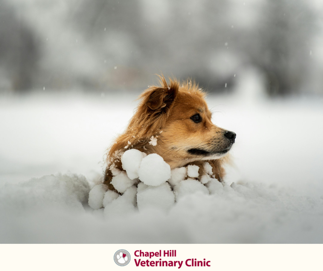 Winter fun looks even better with four paws.🐾