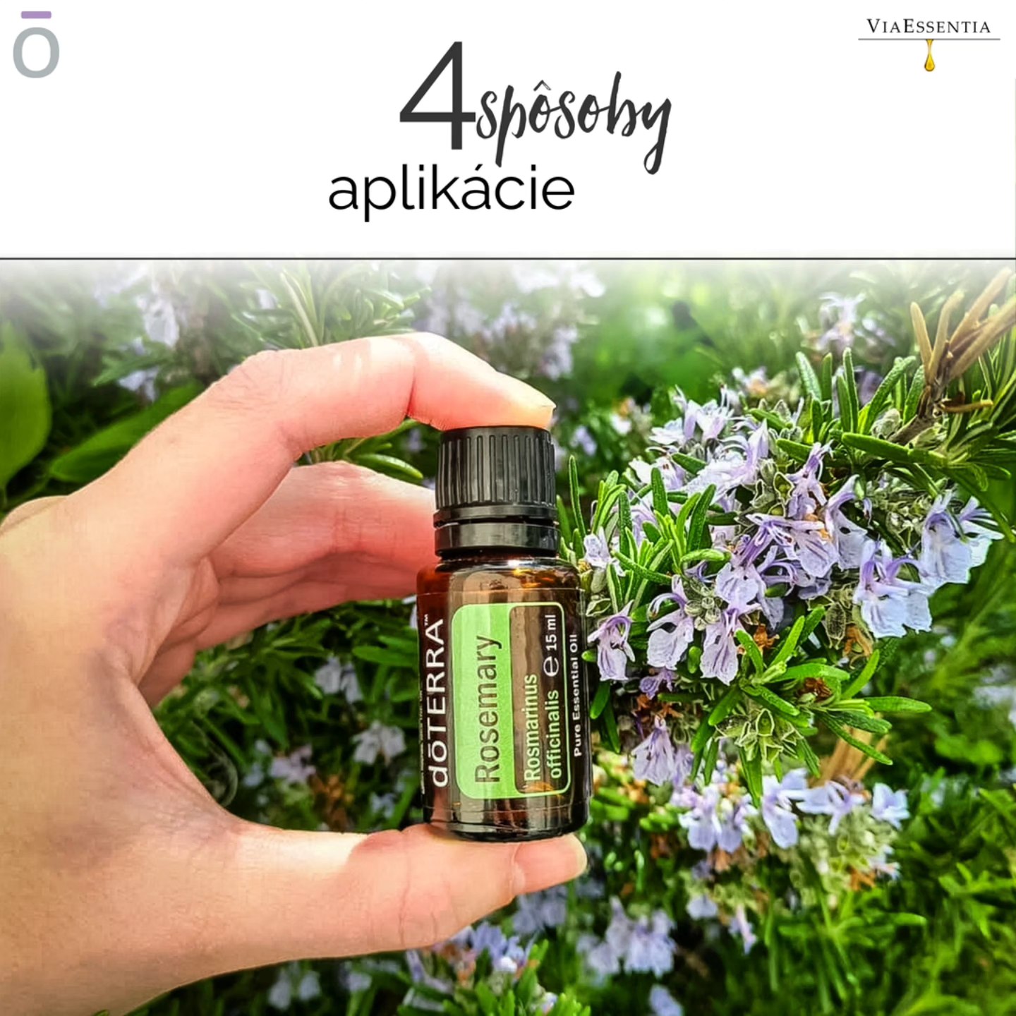 Takto krásne rozkvitá rozmarín 😍
Môžete ho aplikovať:
🍃 aromaticky - ak ste nesústredení, ak cítite mentálnu únavu (v kombinácii s citrusovými esenciálnymi olejmi 🍊 je to.... 😌🔋💡.
🍃 vnútorne (cez Veggie Caps) - nízky krvný tlak, únava, poruchy pamäte 🧠
🍃 perorálne - skvelé dochutenie jedla, pomáha pri chronickom kašli
🍃 masážne - pridaním do šampónu urýchľuje rast vlasov a pôsobí proti ich vypadávaniu, kombinácia so zmesou Deep Blue je skvelá na rýchlejšiu regeneráciu pohybového aparátu 🦴🦵
Spôsoby použitia môžete kombinovať. Najväčšiu účinnosť dosiahnete ak esenciálne oleje používate lokálne.
❓ČO JE PRODUKT MESIACA❓:
- Každý mesiac doTERRA zvolí produkt, ktorý ako registrovaný člen dostanete zdrama k Vašej objednávke dosahujúcej hodntu aspoň 125 PV.
-----------------------------------------------------------------------
NEMÁTE ešte ČLENSTVO, ale produkty doTERRA už poznáte?
- ČELNSTVO = viac Vašich obľúbených produktov za menej 💸...
- založenie členstva je veľmi jednoduché, a potom už nakupujte pre svoju vlastnú spotrebu s 25% zľavou priamo od doTERRA.
- Pre viac info kliknite na LINK uložený v PROFILE
👇
Zľavu 25 % v doTERRA môžete využívať aj Vy
#rosemary #únava #esencialneoleje #bylinky #ucinky #aplikacia #starostlivostovlasy #povzbudenie #energia #rozmarin #doterra #prirodneprodukty #aromaterapia #difuzovanie #viaessentia