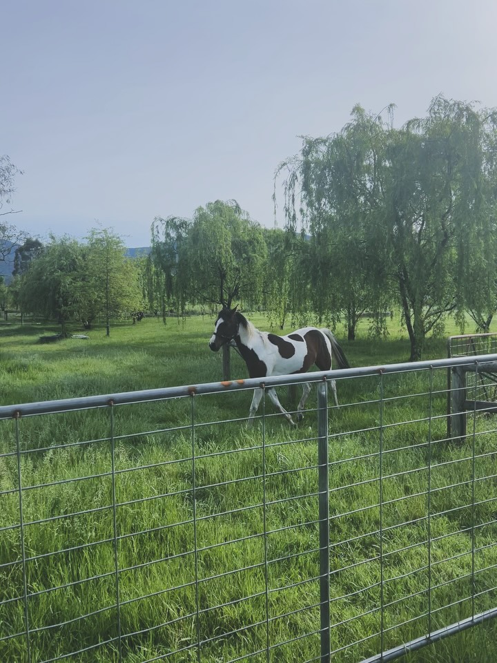 S/S before the fire horse