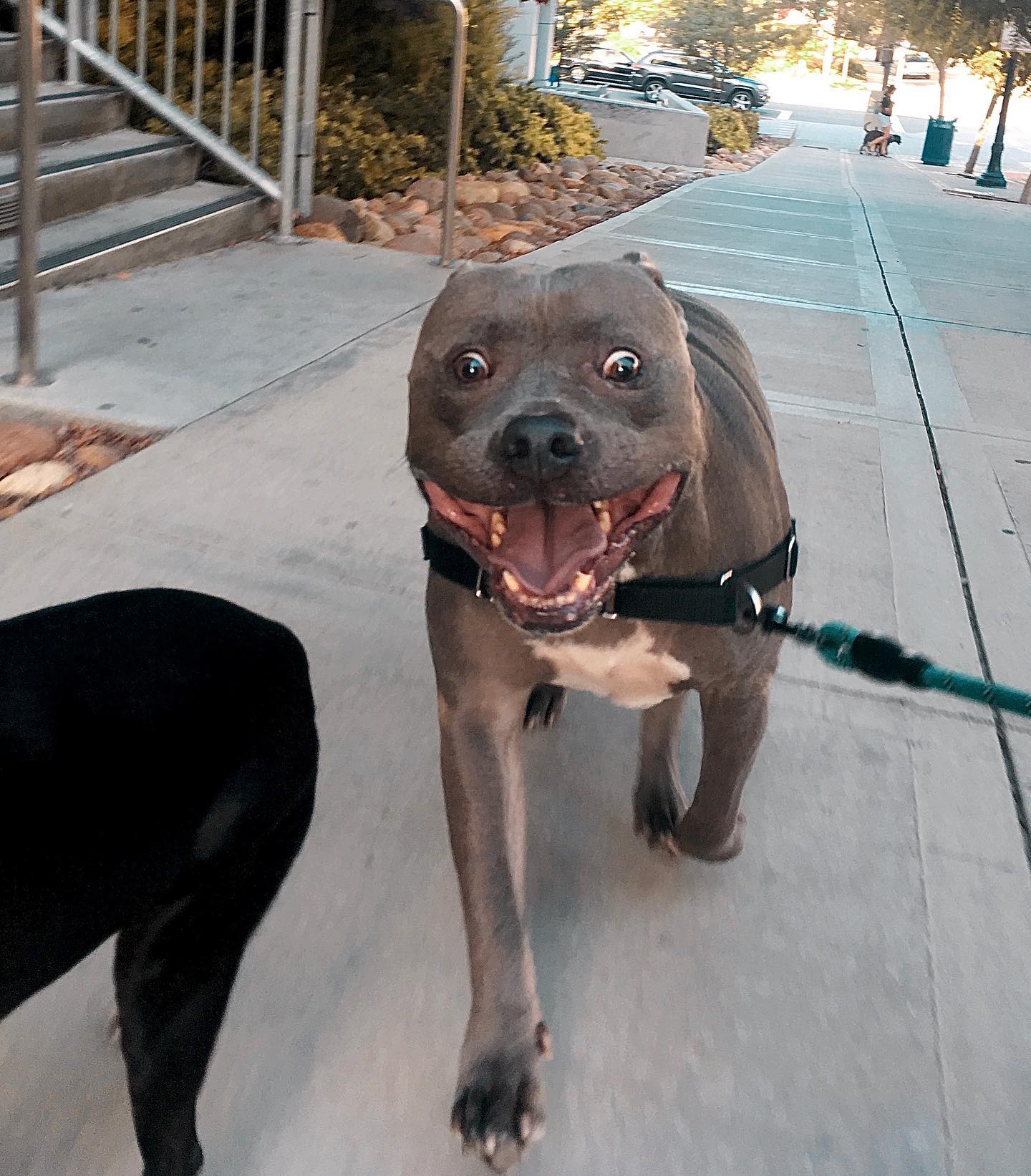 Warning ⚠️ Aggressively cute pit bull, uncontrollably stoked for walkies 🐾