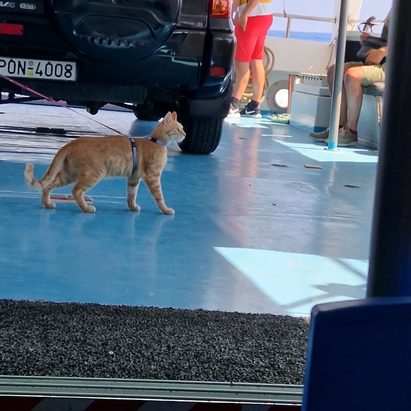 We also take animals with us. This lovely cat, who was a rescue from Astipalea, came to Nisyros with us and had a lot of fun.
#nisyros #nisyrosisland #volcano #volcanoisland #kosisland #kos #tigakitours #tigaki #marmari #lambi #Greece #wyspakos #grecja
