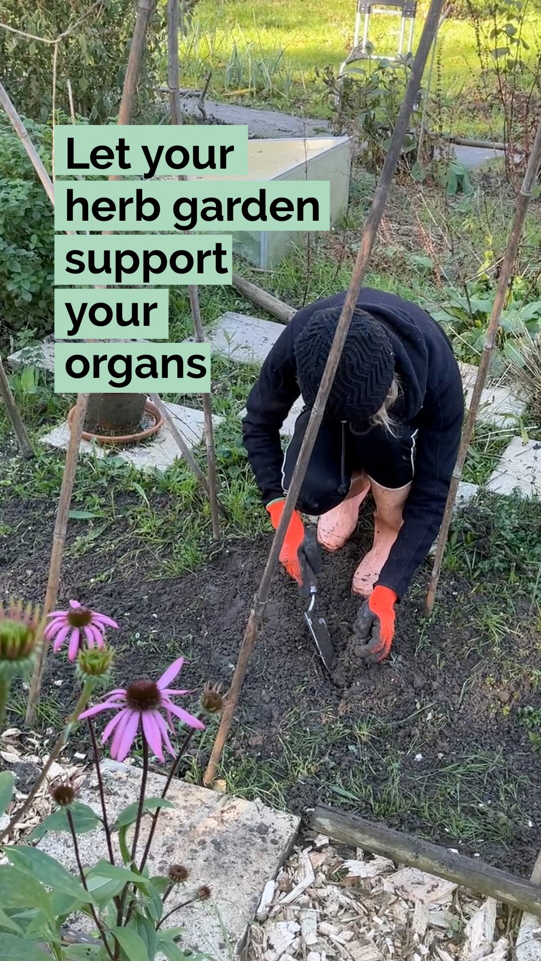 Did you know each organ has several herbal matches to support it health? Chances are that most of them are actually growing in your garden!
Hereās why these powerful plants work:
šļø EYES ā Carrot Seed Packed with beta-carotene and vitamin A that protect eye health and support clear visionāØ
ā£ļø LIVER ā Dandelion Powerful detoxifier that stimulates bile production and supports liver regenerationāØ
š§ BRAIN ā Rosemary Improves memory and concentration by increasing blood flow to the brain and protecting brain cellsāØ
𩺠PANCREAS ā Fenugreek Helps regulate blood sugar levels and supports healthy insulin functionāØ
šæ GUT ā Peppermint Soothes IBS, reduces bloating and gas, and relaxes intestinal muscles for better digestionāØ
ā¤ļø HEART ā Hawthorn Strengthens heart muscle, improves circulation, and supports healthy blood pressureāØ
⨠SKIN ā Aloe Vera Hydrates, heals, and promotes collagen production for healthy, glowing skin from the inside outāØ
š« KIDNEYS ā Parsley Natural diuretic that flushes toxins, reduces water retention, and supports kidney filtrationāØ
Which herb surprised you?
š Follow @helloherbal.world for tips, recipes and DIYs to live life naturally
Always consult with your doctor or certified herbalist before trying herbs for your health.
#HerbalMedicine #NaturalHealing #Herbs #herbalremedies #GutHealth #LiverHealth #BrainHealth #HeartHealth #OrganHealth #PlantPower #HealingHerbs #NaturalHealth