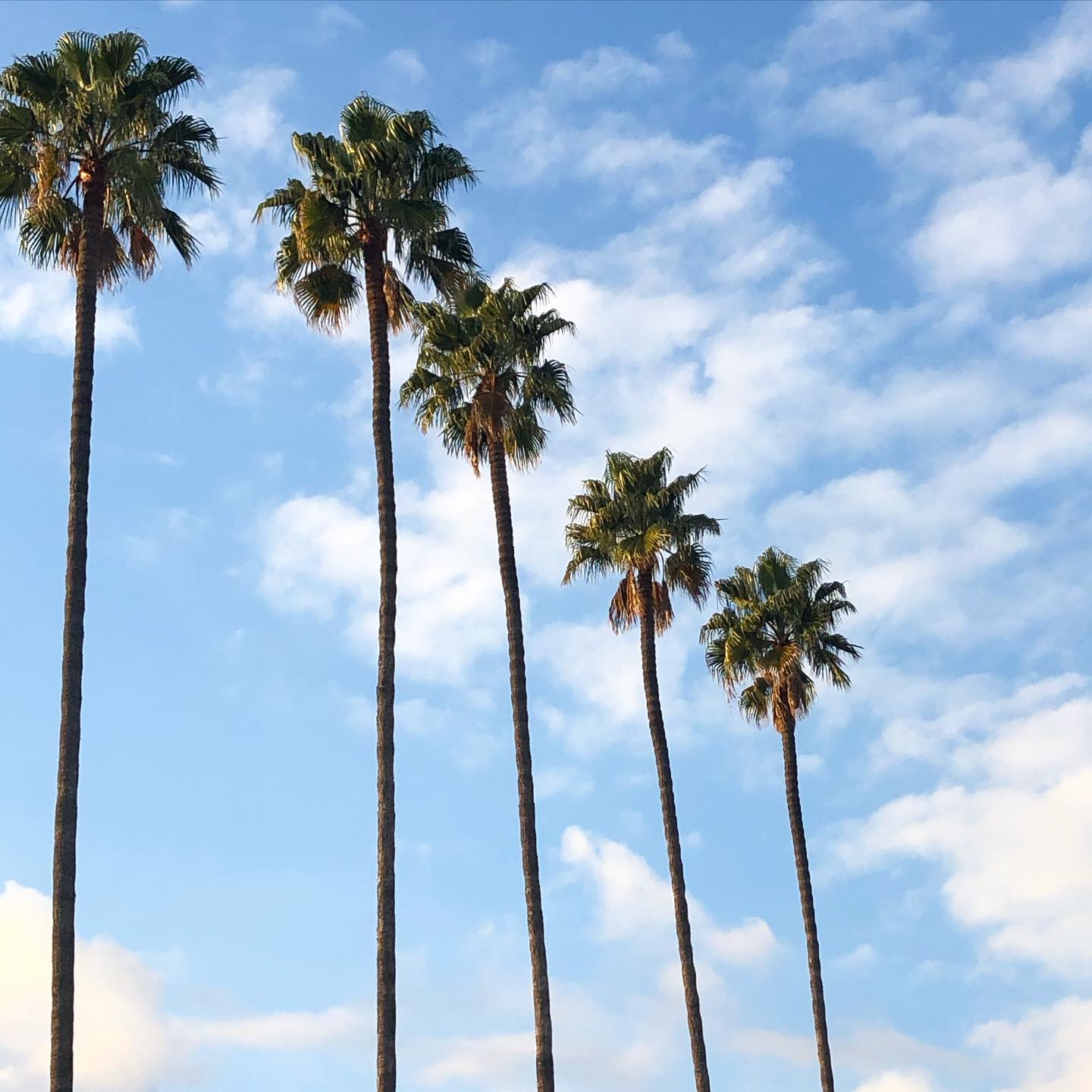 Spotted these spectacular California Palms🌴