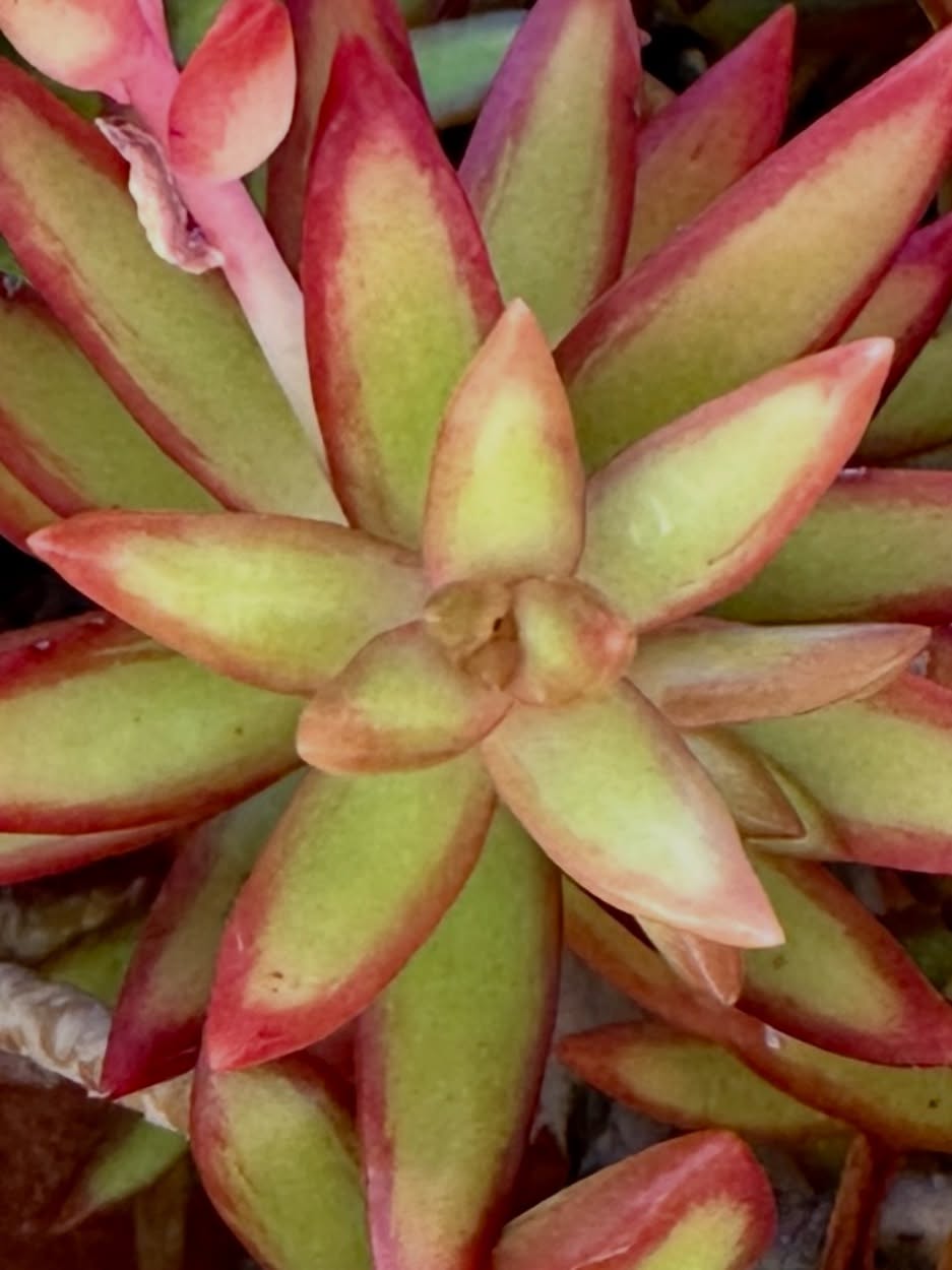 Nature says:
Keep expanding. Evolution is the path.
Some transitions feel effortless, others test you—take them all as teachers.
Shake it off, soften your grip, and lean in with a wide-open heart!
🦋🪴🪷🌱
.
.
#messagesfromnature #evolution #expansion #succulentofinstagram #meditateinnature