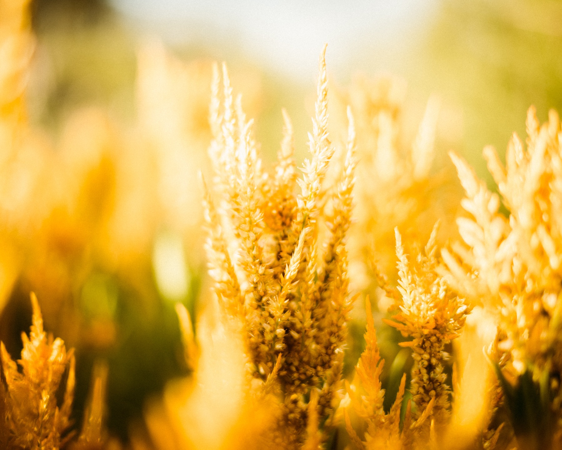 Celosia! I cannot ever get enough of it. It was a wow the first time I grew it back in 2019. It reminded me of beautiful feathers from exotic birds. There's so much to love, like how their little seedlings show the color of what their plumes will look like. And how they dry so well, retaining their colors and becoming forever flowers. When we first started growing, we planted the spikes, like flamingo feathers and the celway series, then I discovered plumes through @floretflower and another life changing moment occurred. they're soft, and you want to hug them! And the amazing colors they come in are beyond your wildest dreams.