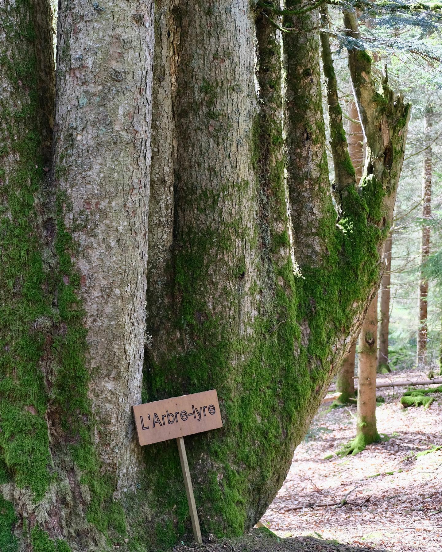 *Walk and Write* | Parc du Jorat 🥾📝
Samedi 1er juillet | 14h-18h
En compagnie de @noemie_petremand, autrice, et moi-meme, venez découvrir l’arbre-lyre des bois du Jorat de façon ludique et originale, lors d’une randonnée couplée à un atelier d’écriture.
Cette sortie est proposée dans le cadre des activités 2023 du @parcdujorat. Merci à lui 🙏
Plus d’info (et inscriptions dès le 31 mai) sur le site du parc
#nature #rando #atelierdecriture #parcdujorat #ecrireencoeur #kulkatrek #accompagnatriceenmontagne