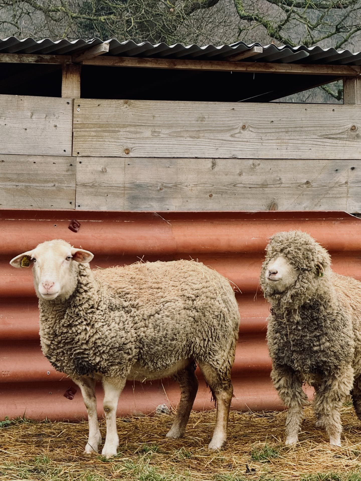 Ces deux brebis n’ont toujours pas de prénom.
On fait donc appel à vous 👇
👉 Des idées de prénoms ?
Un pour chacune, doux, originaux, classiques ou complètement décalés :
dites-nous tout en commentaire.
Après avoir puisé toutes mes sources d’inspiration auprès des collègues @helenehuchet @charlinehecker @tousco_design pour les chèvres et les oies, nous sommes à court d’idées 😅
#brebis #mouton #ferme #viealaferme #quotidienfermier #farm #fermefrancaise #elevage #animaux
#authentique #terroir #rural #campagne #nature
#noms #prenom #ideesdeprenom #nomdanimal #nomsanimaux #concours #participatif #communauté
#auvergnerhonealpes #isere #rhone #lyon #lyonnais
#fermeisere #fermerhone #rhonealpes