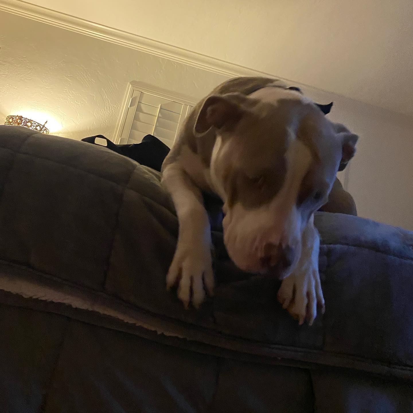 National doggo day courtesy of Artemis watching me do daily yoga ❤️