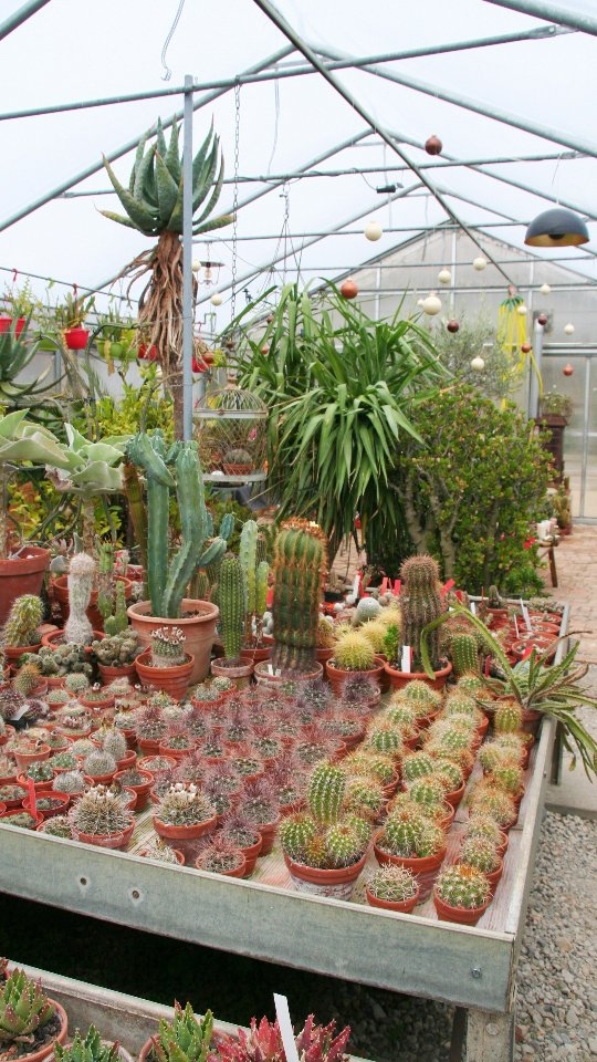 Das hier ist meine Kaktusgaertnerei im Buechibärg. Langsam gewachsen, robust und farbig - direkt aus der Schweiz. Schön bist du da.
#kaktusliebe #kaktusgaertnerei #Sukkulenten #pflanzenfürzuhause #bucheggberg