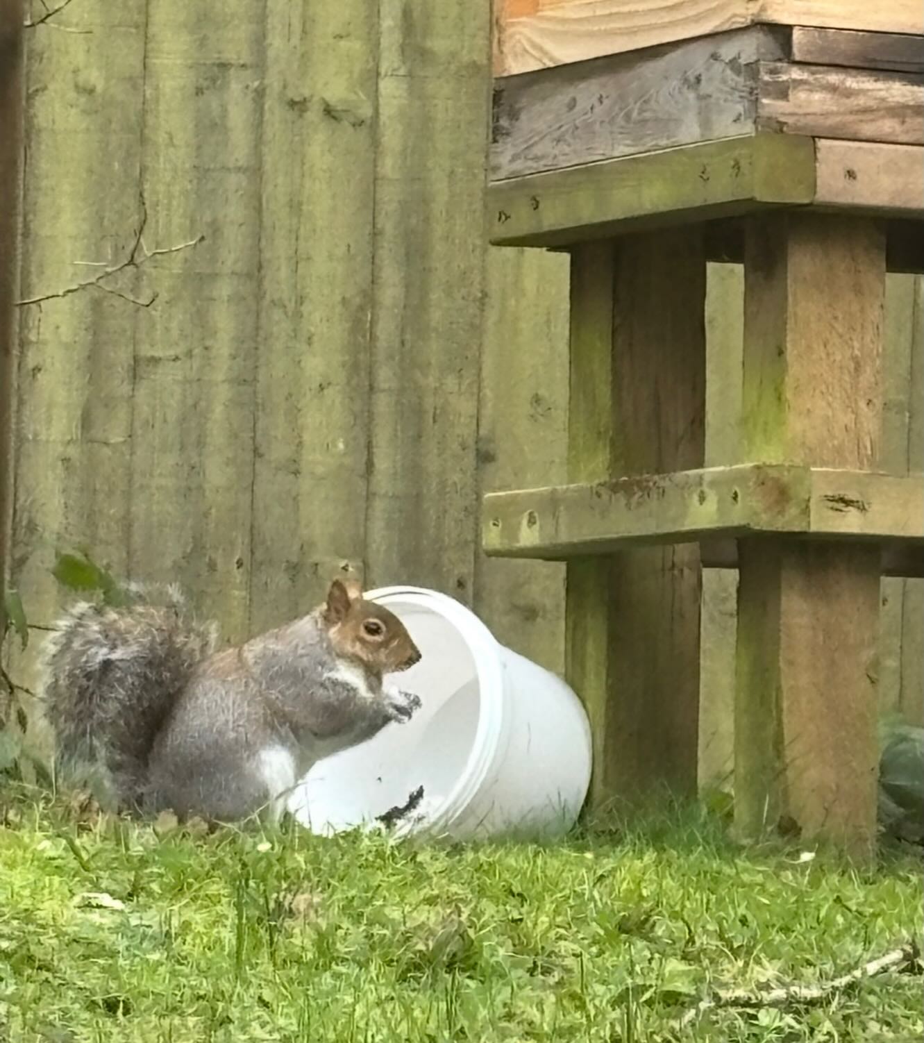 Not a single drop of honey gets wasted here! Once we’ve spun the comb, the honey is poured into these white buckets and stored safely until we jar it up. The empty buckets are placed near our hives so the bees can feed off them, giving them an extra sugar boost. Today though, the squirrels decided they also needed an extra sugar boost!
The bees are pretty quiet at this time of year. They are huddled together in the hive, keeping warm and feeding off the honey they produced last year. The more bees there are in the hive, the more likely they are to survive the winter because they’re generating more heat. We resist the urge to go in the hive because any damp air could kill them. On warm days they go out to poop and take a chance on foraging for food. On cold days, they prefer to hibernate in the hive.
Meanwhile we are continuing with our day jobs and planning for the warmer weather! Ian has cleaned all our spare hives and equipment, ready for the spring. Our Bee Experience days are now fully booked for 2026 and we’re so looking forward to seeing all of you who’ve booked a place. We’re planning which events we’re going to attend throughout the year; we will certainly be attending the locations that were successful last year. We’re also working together with a lovely printer in Salisbury on a little rebranding; more to come on this! We’re busy testing out some new candle moulds for our beeswax and we’re also getting on top of all our admin work!
So whilst the bees are all safely huddled together, waiting patiently for spring, we are busy planning for the coming months!
Our website is completely up to date and our stockists have fresh supplies. If you notice your favourite honey isn’t available, it’s because we’ve run out! We have very limited supplies now of Wimborne, Hampreston,, Alderholt, Bere Regis and Heather honey. Ringwood and Ferndown were down to our last few jars. We can’t wait for the hives to build up and see our bees flying again 🐝🐝🐝