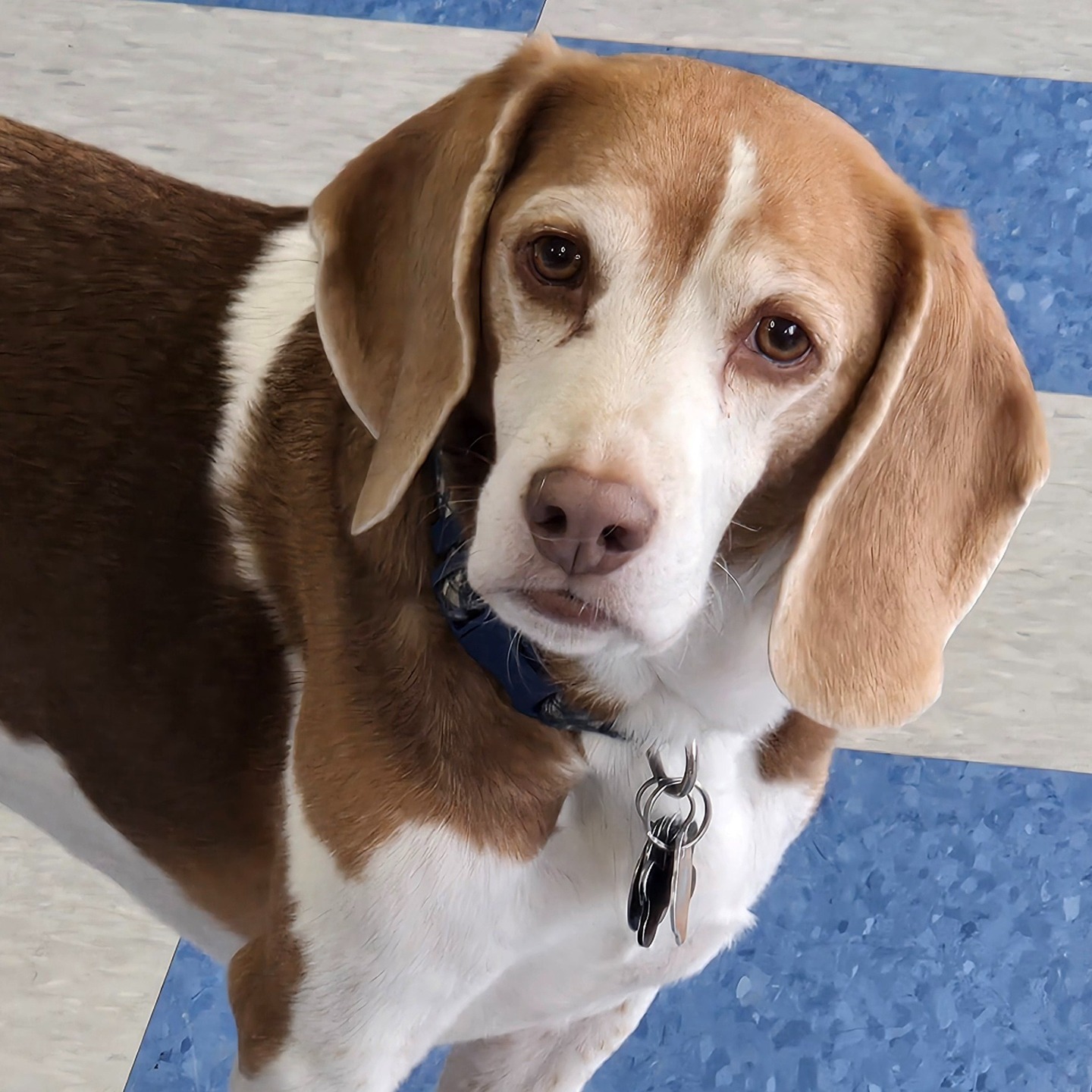 This is Kiko, one of the most beagliest beagles at The Dog Club. He's a good boy and made us want to shout out beagles today.
Beagles don’t listen… they simply consider your request and then choose a path that aligns with their personal values — usually involving snacks, sniffing, or ignoring you entirely.
If you see a beagle trotting confidently in the opposite direction, don’t worry. They’re not lost.
They’re on a mission.
A mission they invented.
Five minutes ago.
For reasons unknown.
Bless their floppy‑eared chaos