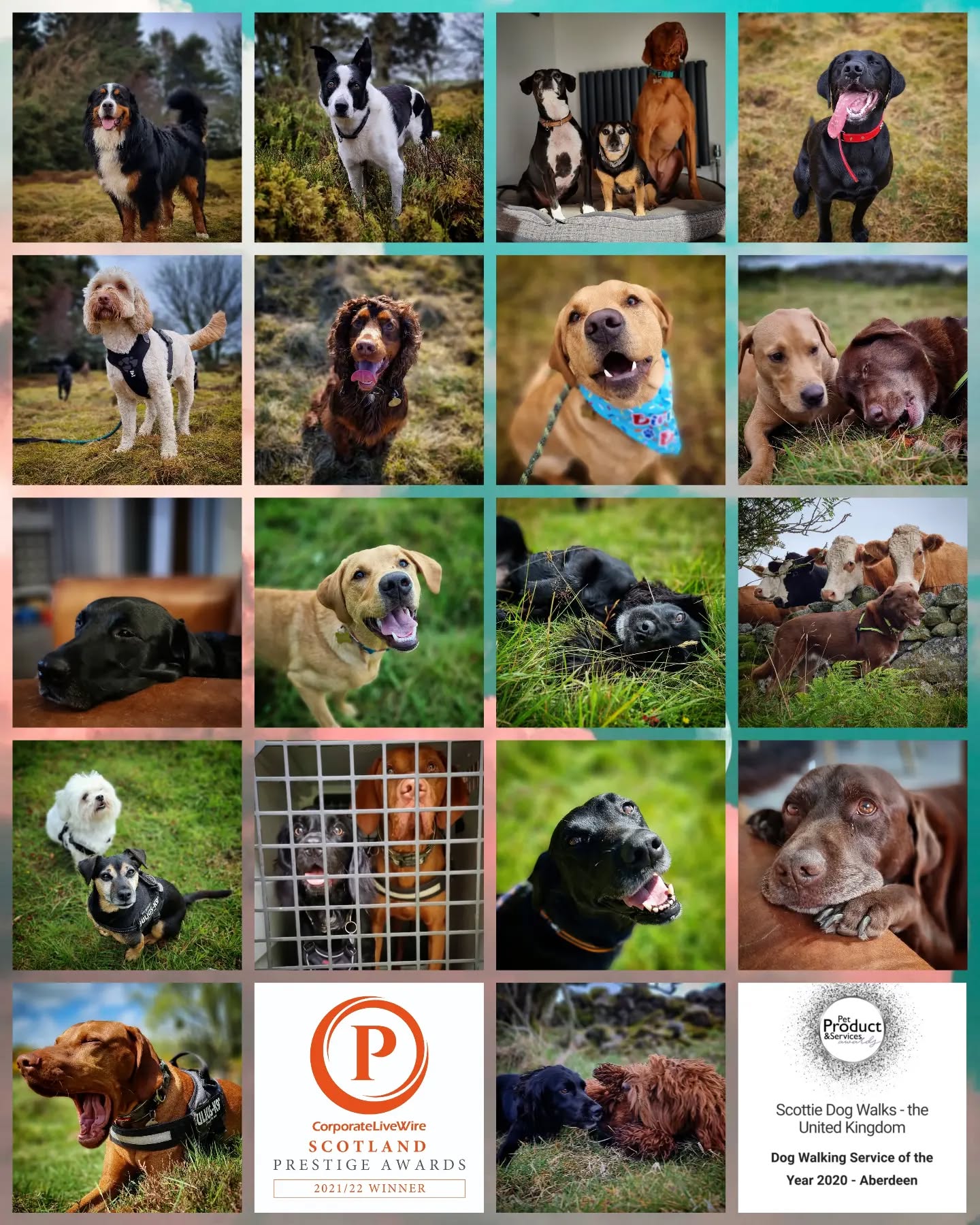 Scottie Dog Walks turns 6 today! 🥳
Thanks to all our clients past and present for allowing us to have the best time possible doing the job we love. ❤🐶
#dogwalker #dogsitting #petsitter #dogwalking #dogsofinstagram #instadogs #dogsofinsta #dogstagram #dogs #instagramdogs #dogsofinstaworld #dogphotography #scotland #aberdeenshire #aberdeen #dogsonadventures #dogs_of_instagram #dogloversofinstagram #doglovers #lovedogs #dogsdaily #dogscorner #dogslife #adventurewithdogs #pawsome #instadog #outdoors #love #work #job