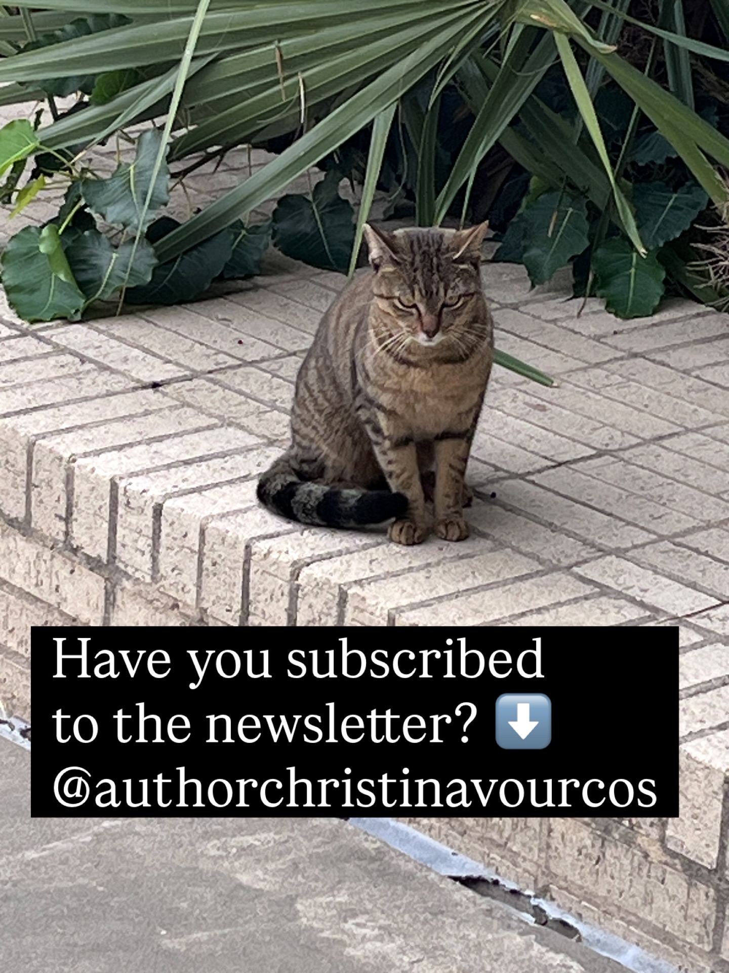 It’s important to subscribe to my author newsletter to stay updated beyond social media. I used to update monthly by email, but I started sending emails almost weekly a few months ago.
I feel like it’s necessary to be more frequent per month than once a month so you stay updated more often. It’s easier for me to be more consistent with sending you updates in this process too. But I still will try my best to not overwhelm your email inbox.
You can subscribe to my newsletter by submitting your email within my author website. You can find my website through my Instagram bio. If you’re already subscribed, let others know in the comments about what you think of my newsletter updates about my books and behind-the-scenes content. Thank you for your continued support.
FYI: This photo features one of the campus cats of my university. I love taking photos and videos of them. Sometimes I think they don’t want the paparazzi. 😄
#GreekLatina #IndieAuthor #IndiePoet #LatinxBooks