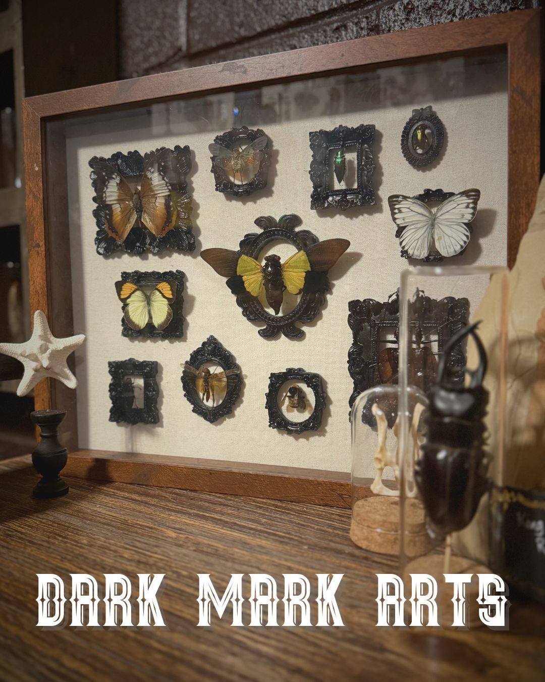 Where science and art collide!
#darkmarkarts #entomology #bugs #beetles #science
