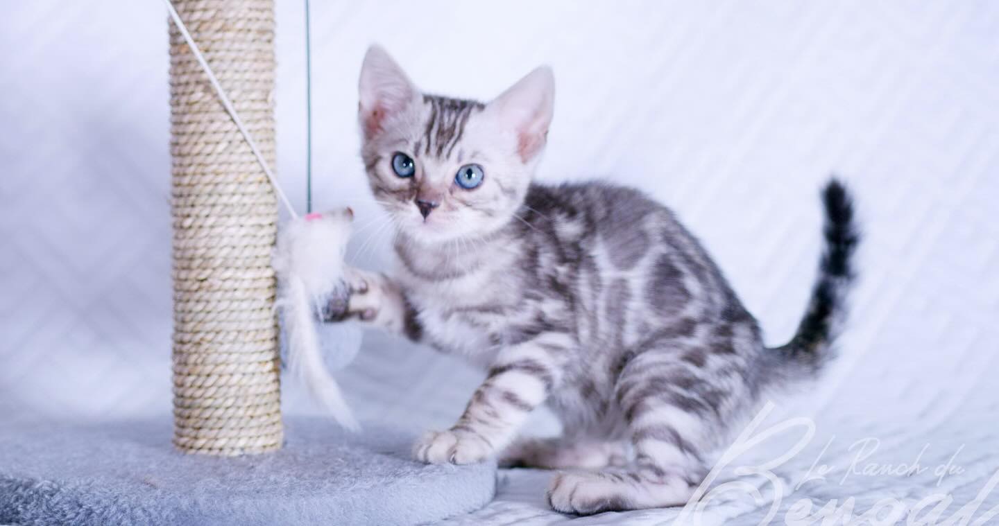 Mâle Silver disponible pour réservation 🥰
#bengal#leranchdubengal#silver#babyboy#kitten